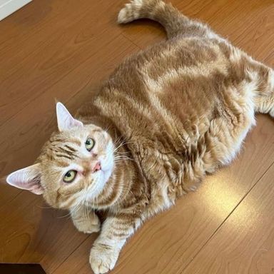 スコティッシュフォールド・メスの里親募集の写真