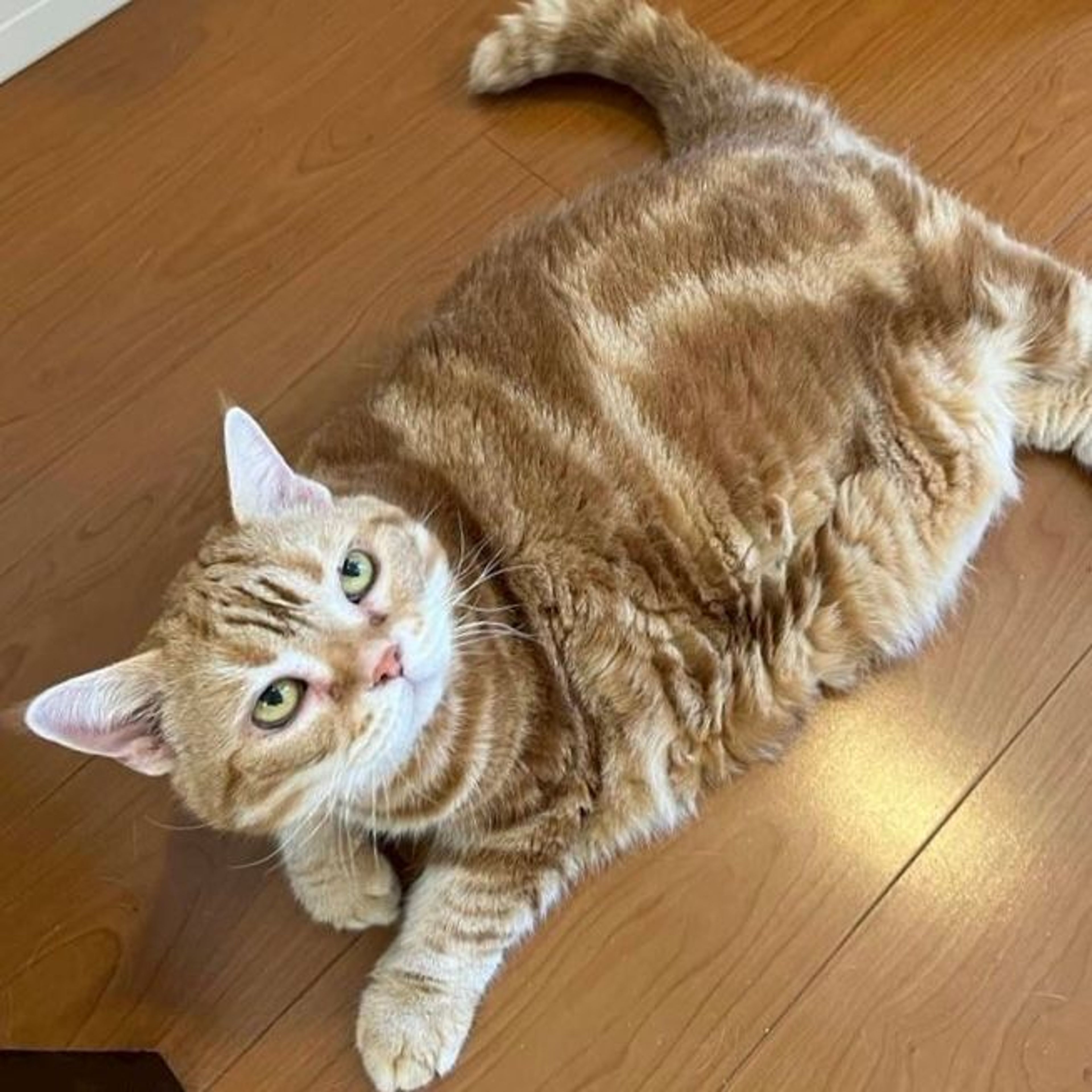 スコティッシュフォールド・メスの里親募集の写真