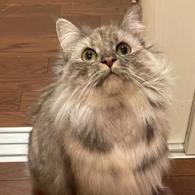 サイベリアン・メスの里親募集の写真