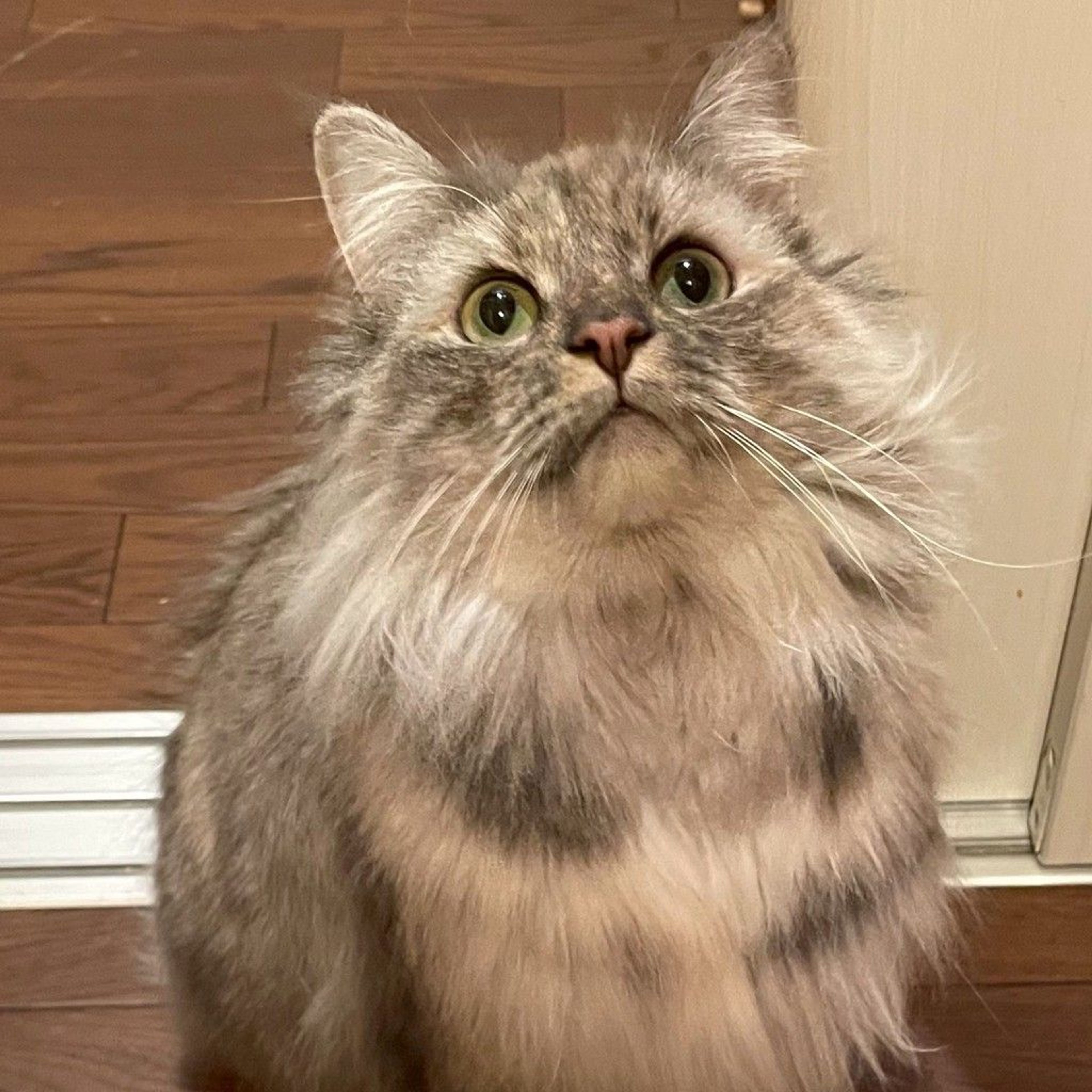 サイベリアン・メスの里親募集の写真