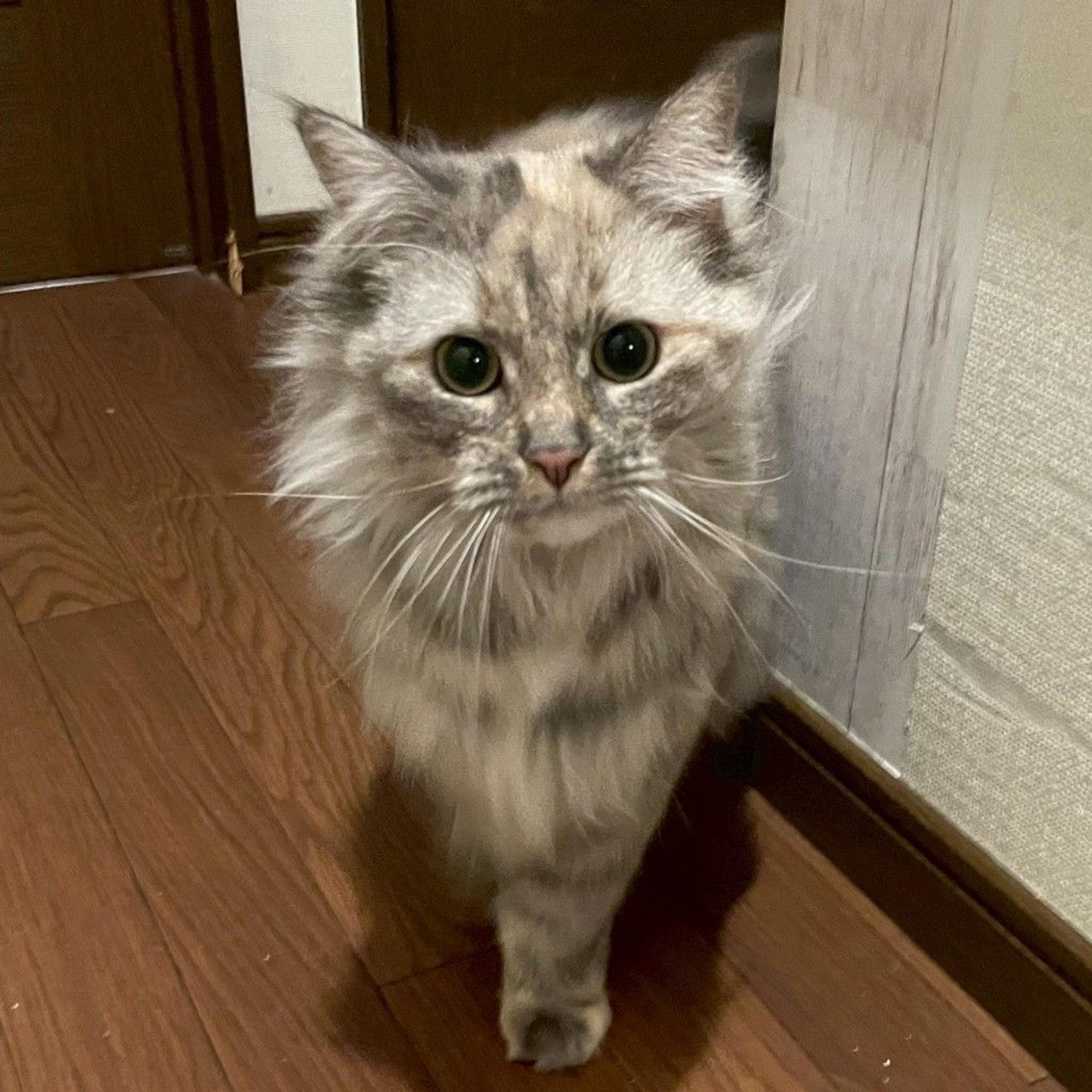pet-image-2