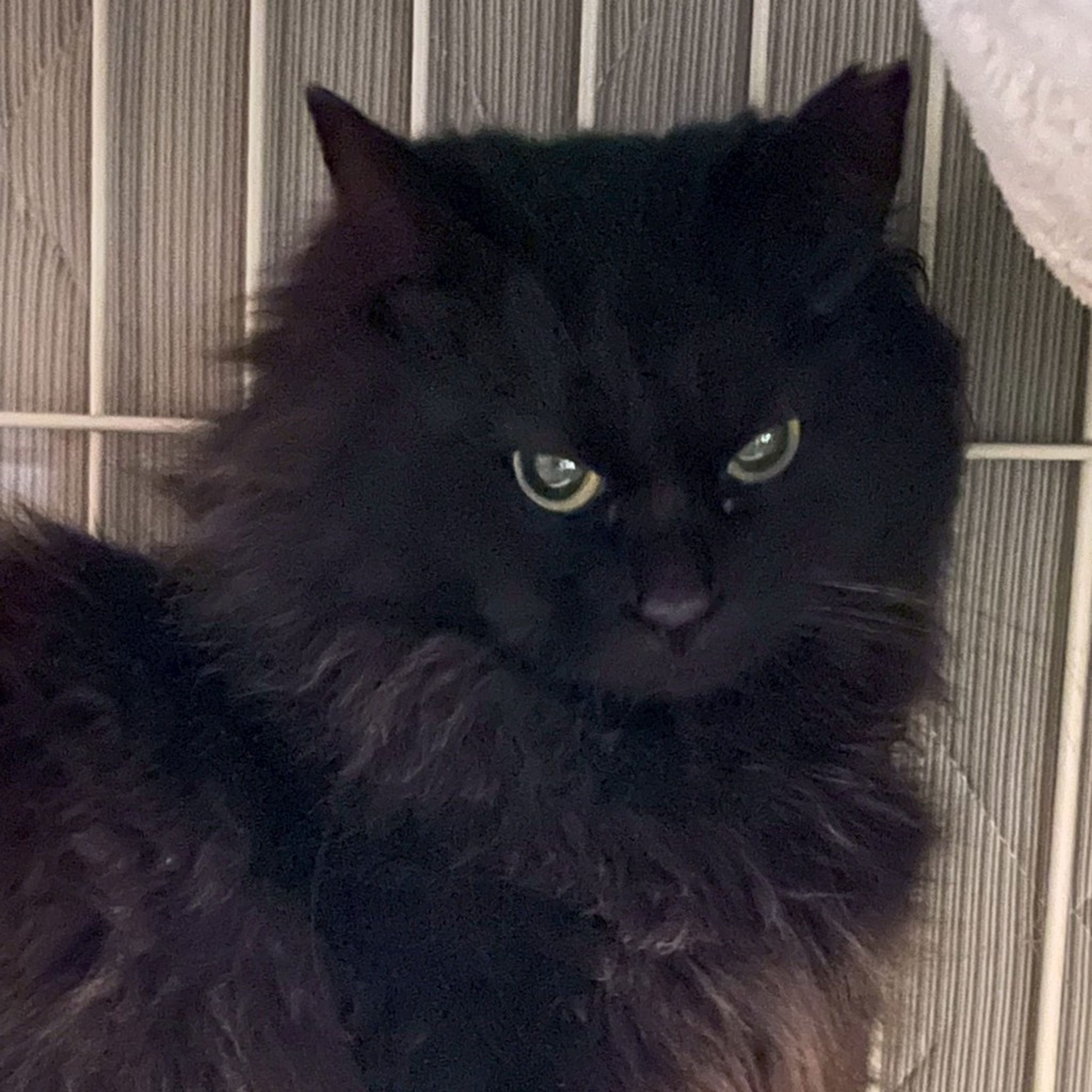 雑種（ミックス猫）・メスの里親募集の写真