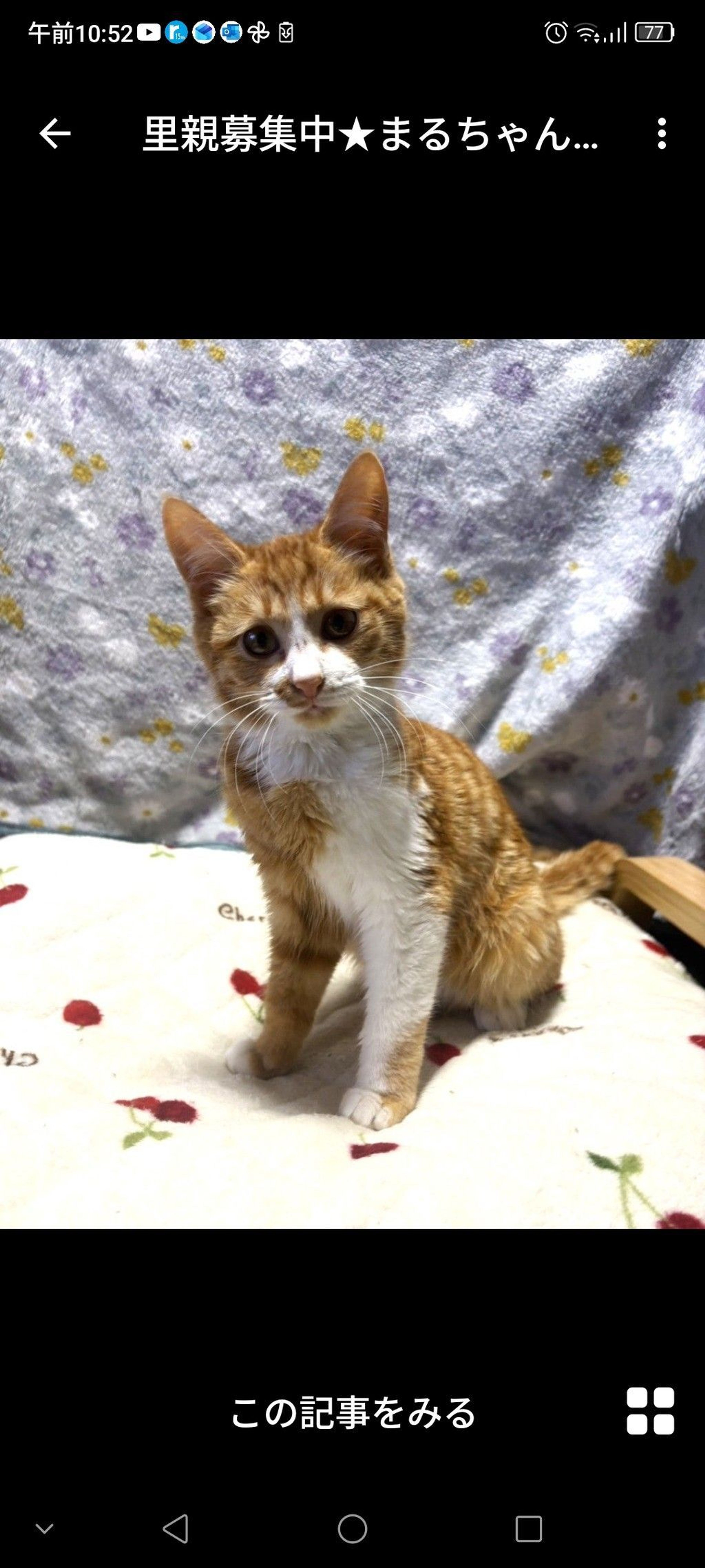 雑種（ミックス猫）・メスの里親募集の写真