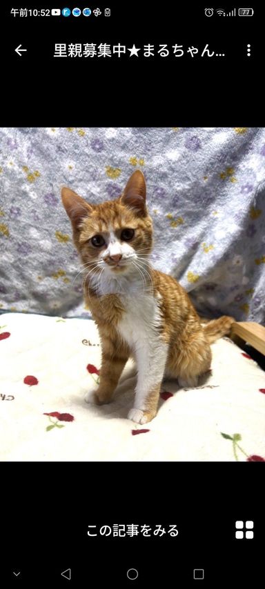 雑種（ミックス猫）・メスの里親募集の写真