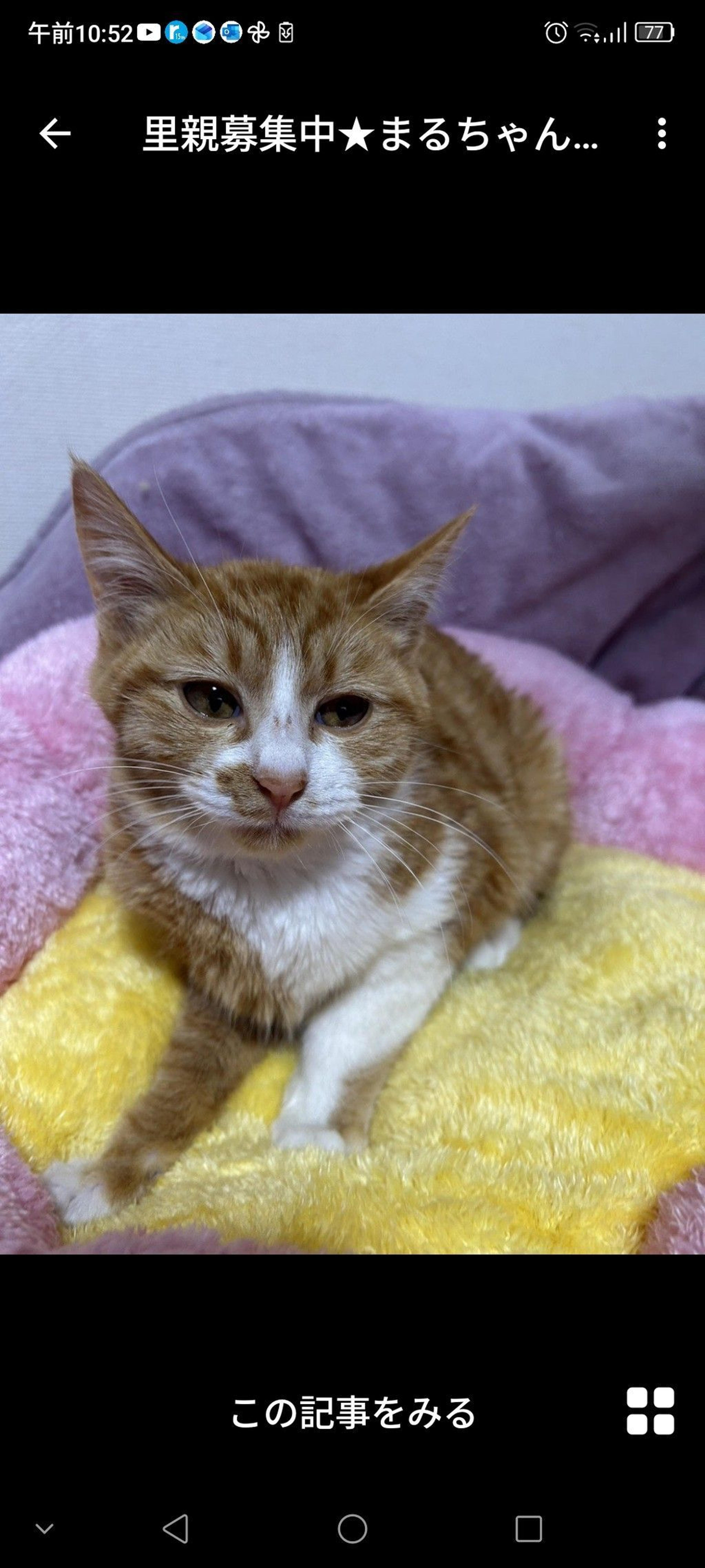 pet-image-2