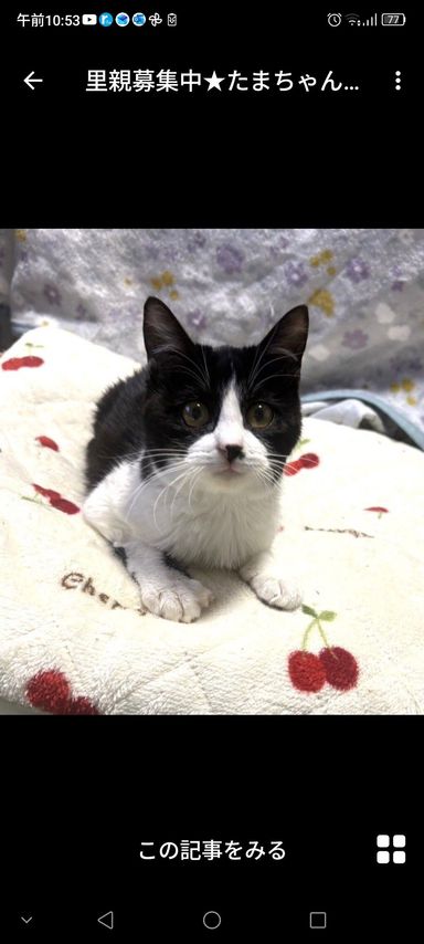 雑種（ミックス猫）・メスの里親募集の写真