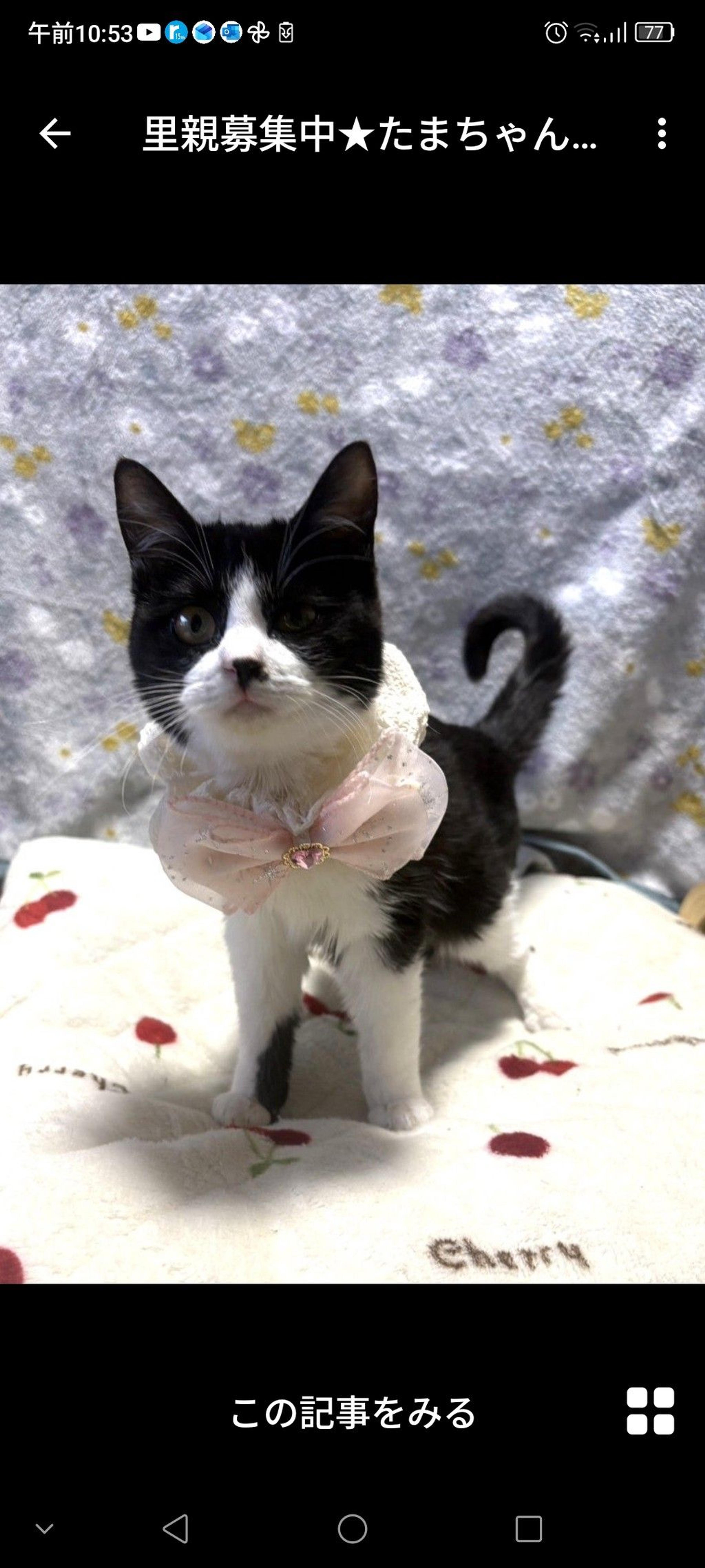 pet-image-2