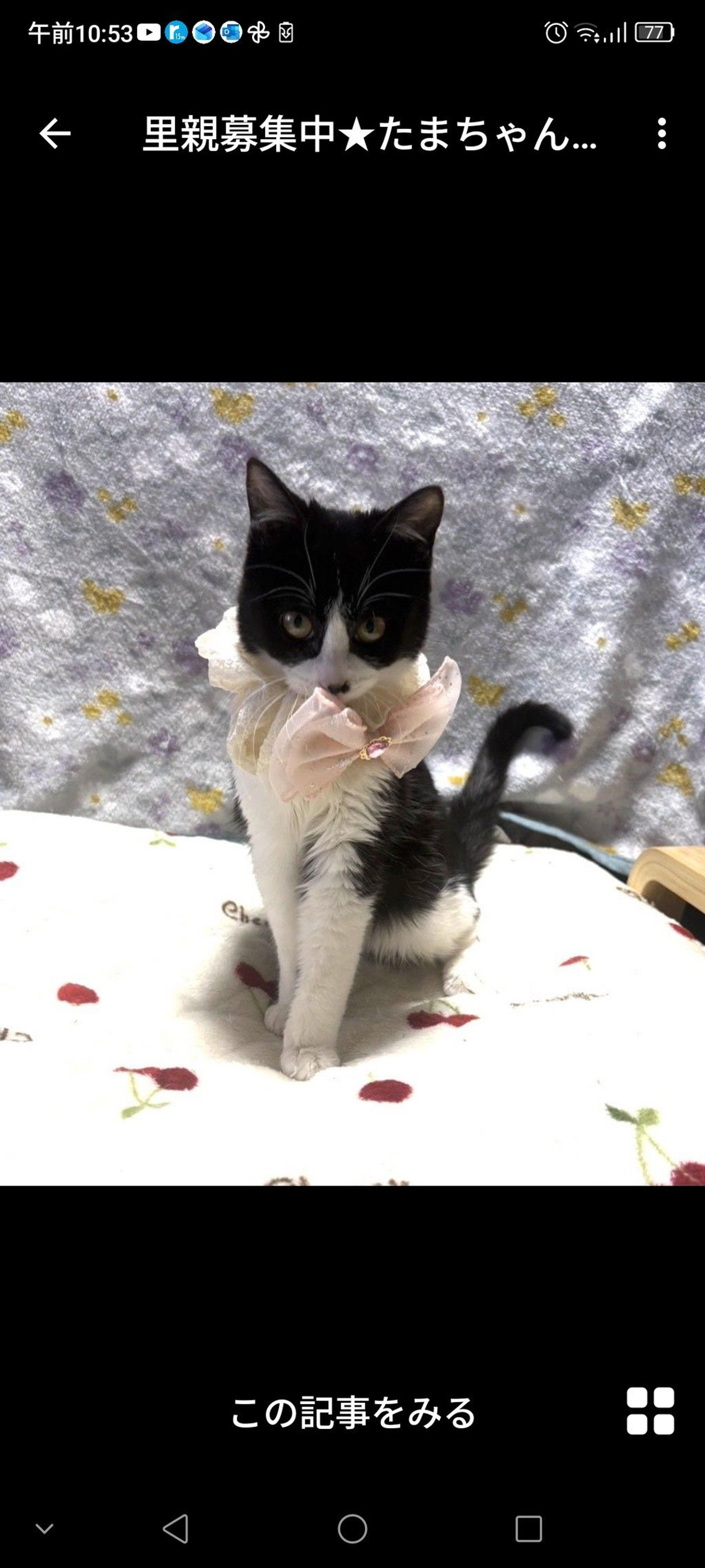 pet-image-3