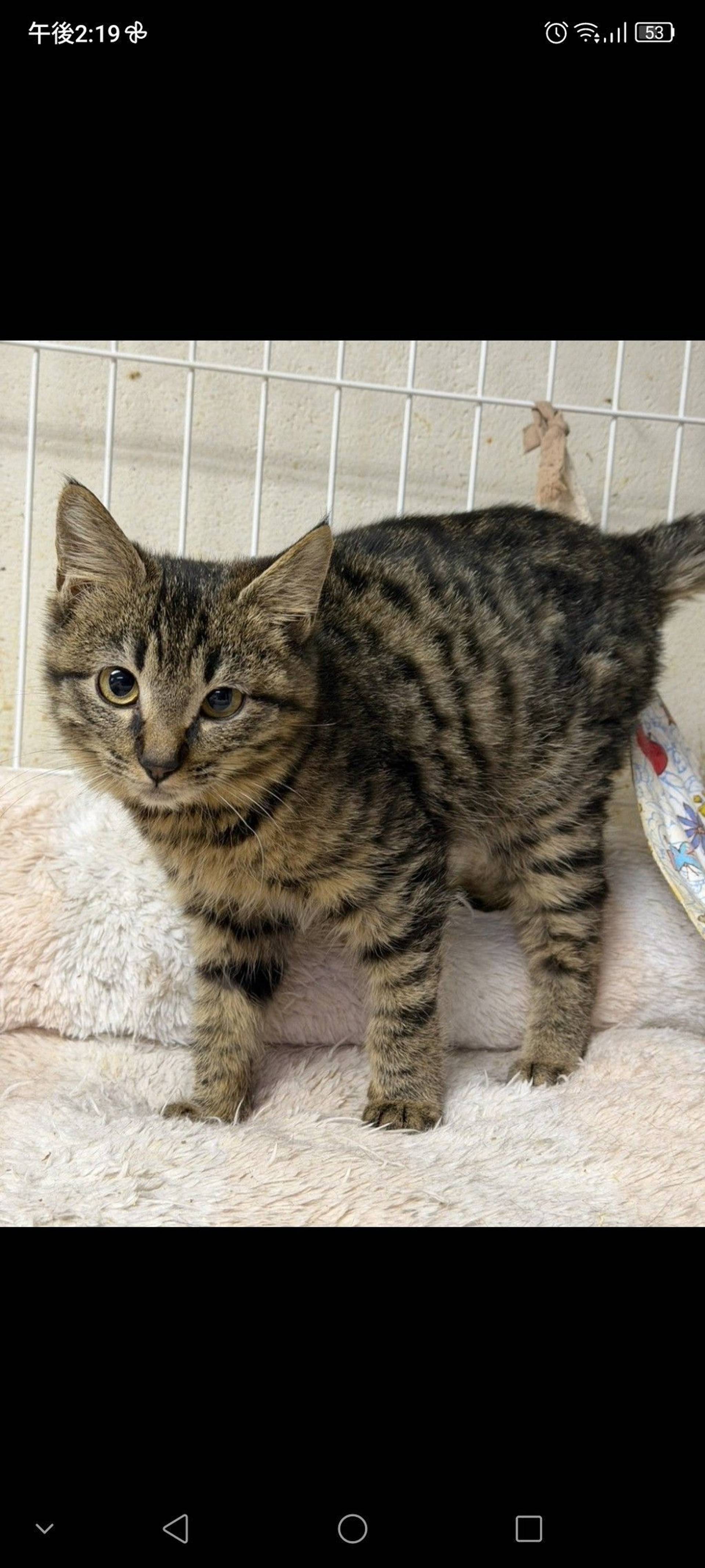 雑種（ミックス猫）・オスの里親募集の写真