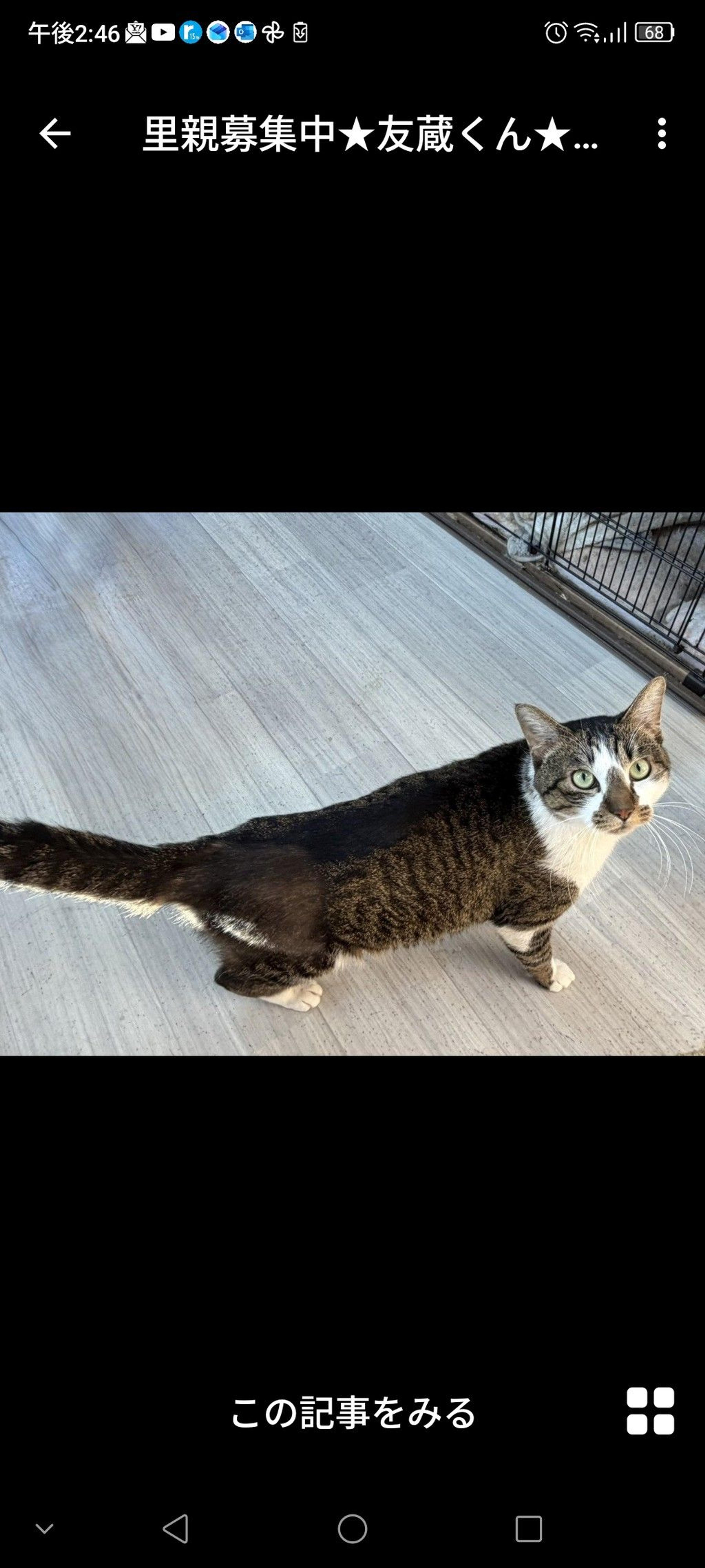 pet-image-3