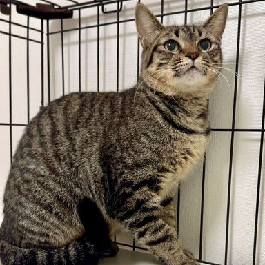 雑種（ミックス猫）・メスの里親募集の写真