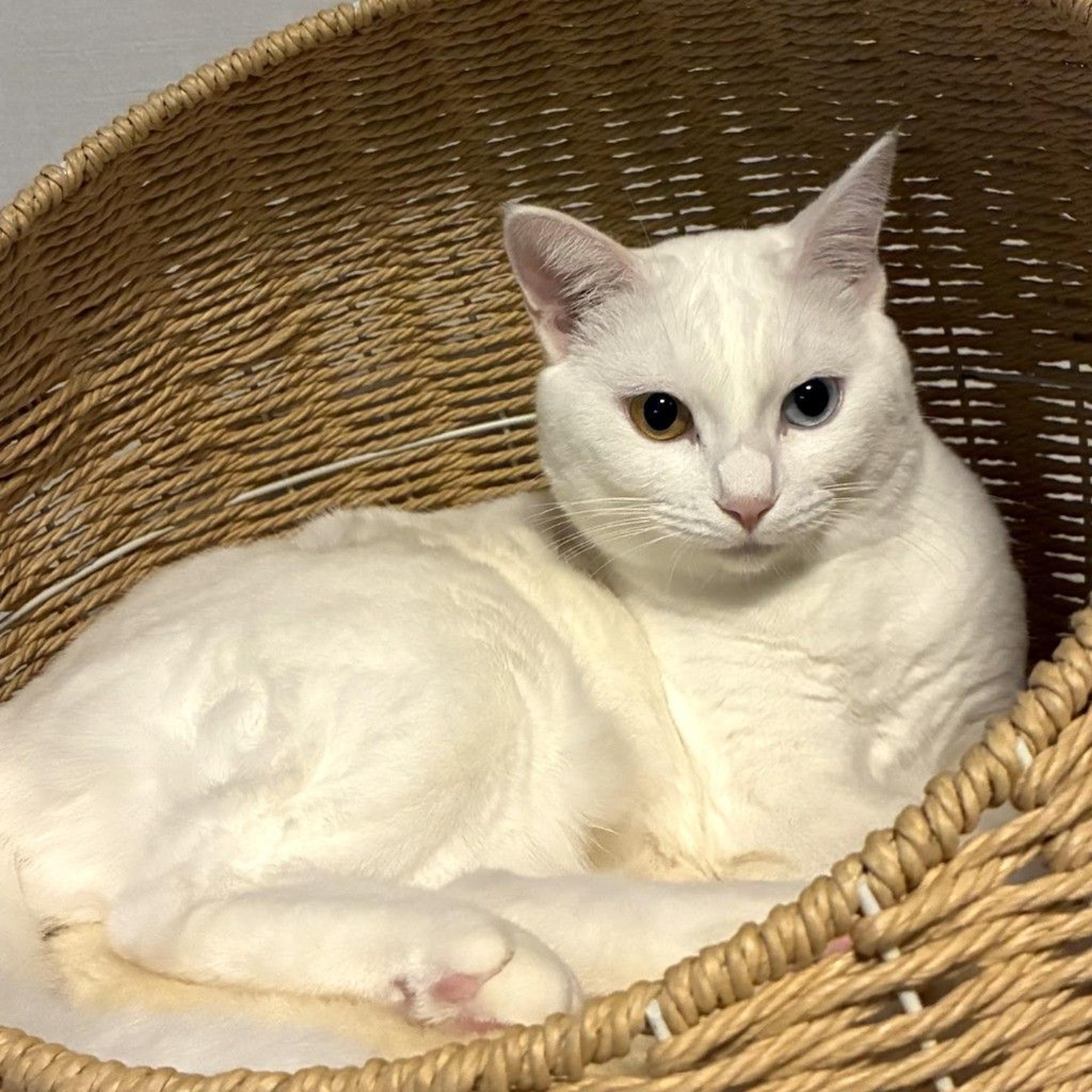 pet-image-3