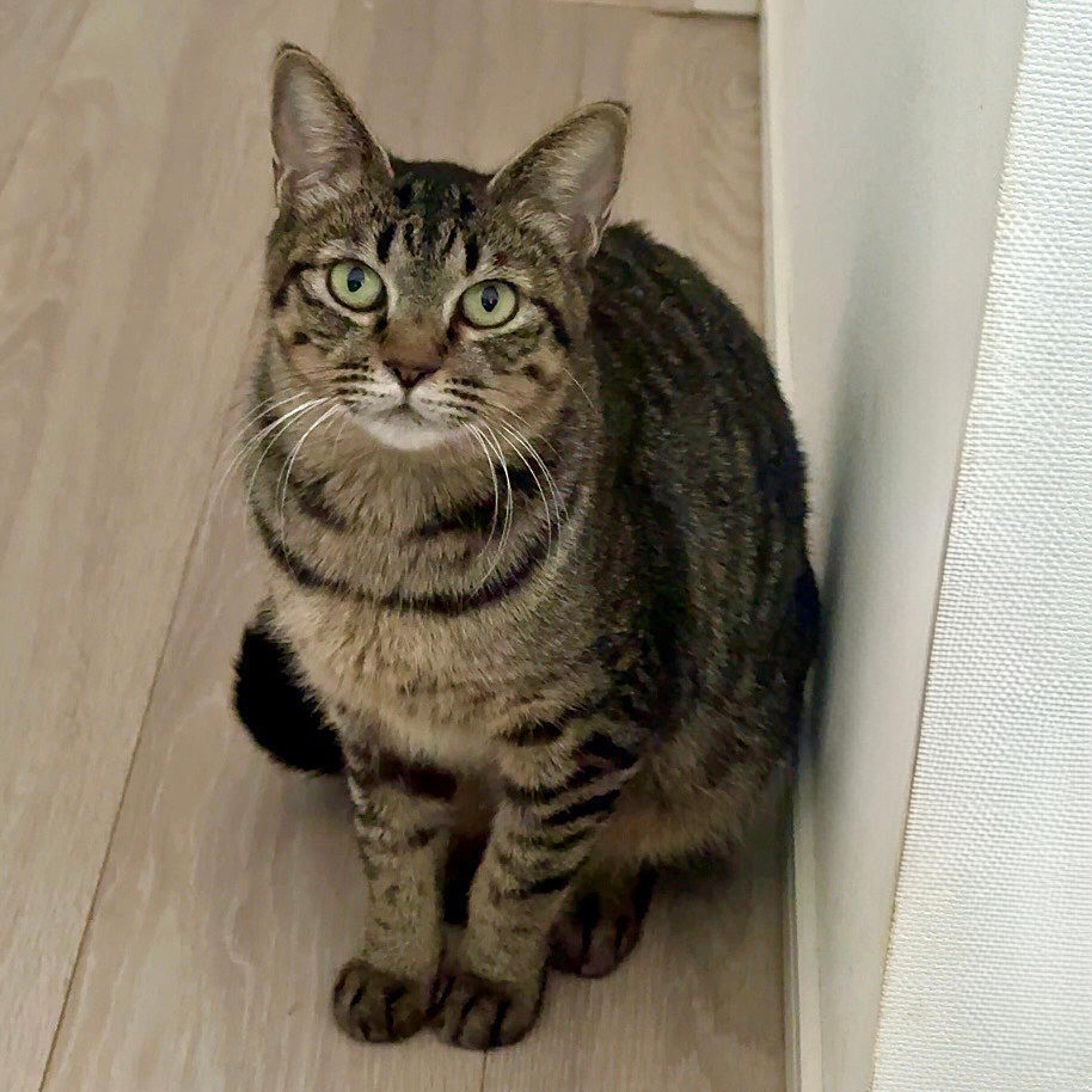 pet-image-7