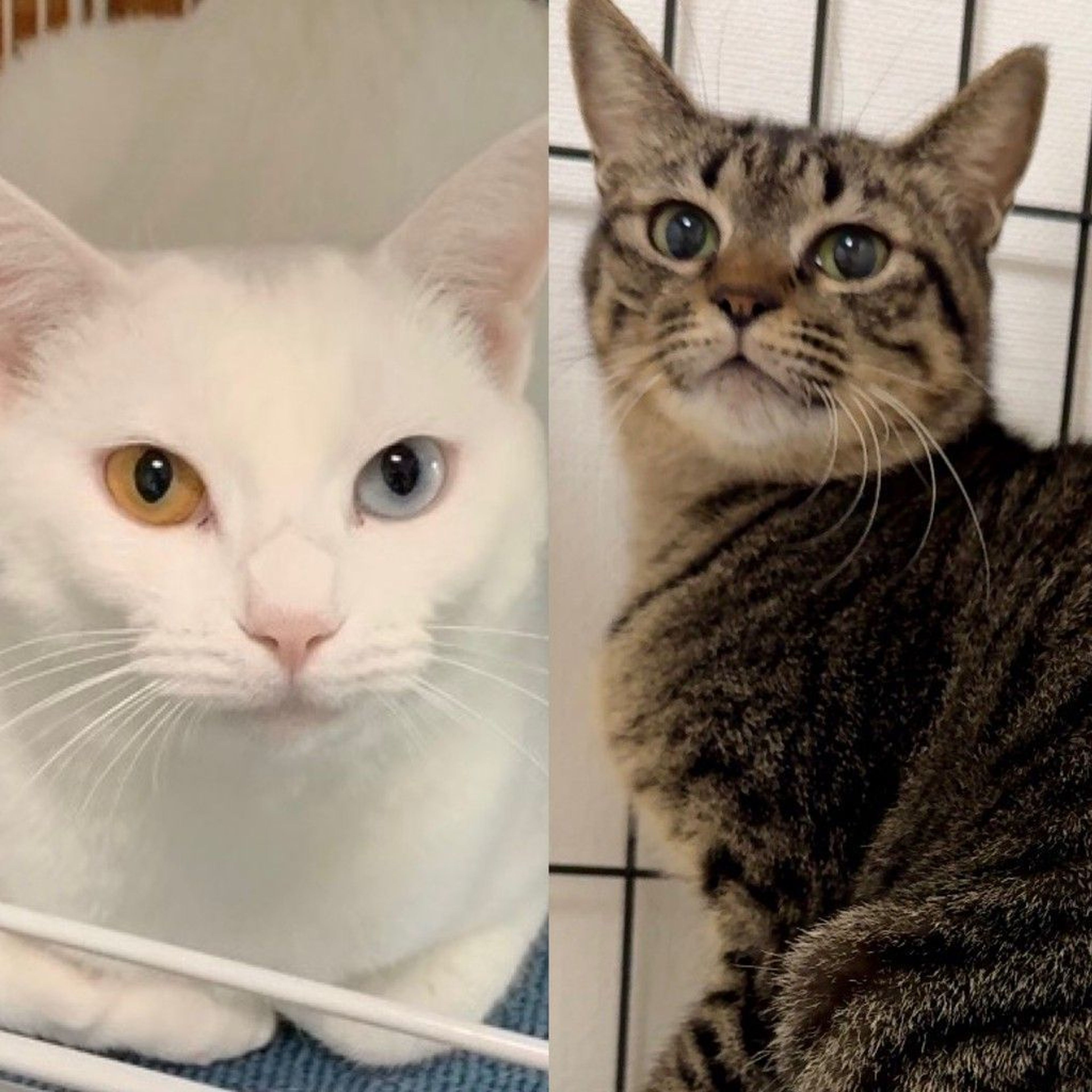 雑種（ミックス猫）・メスの里親募集の写真