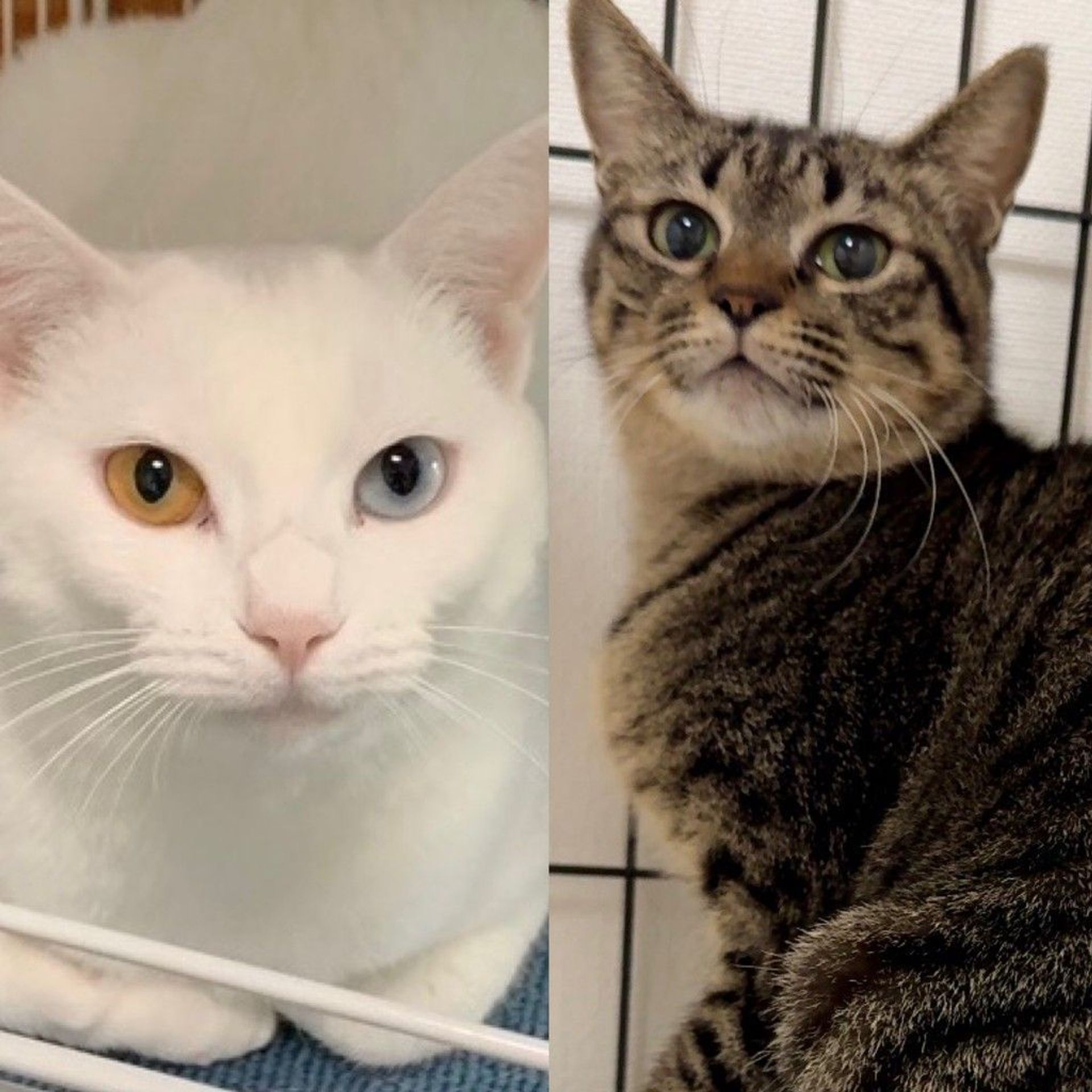 雑種（ミックス猫）・メスの里親募集の写真