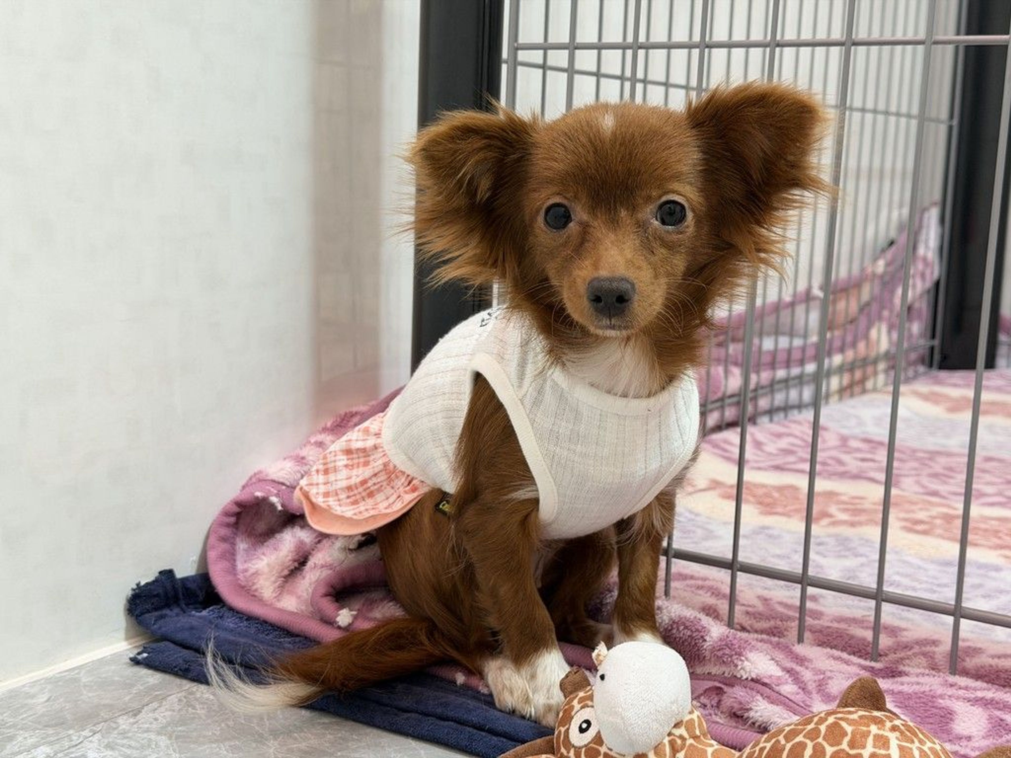 チワワ・メスの里親募集の写真