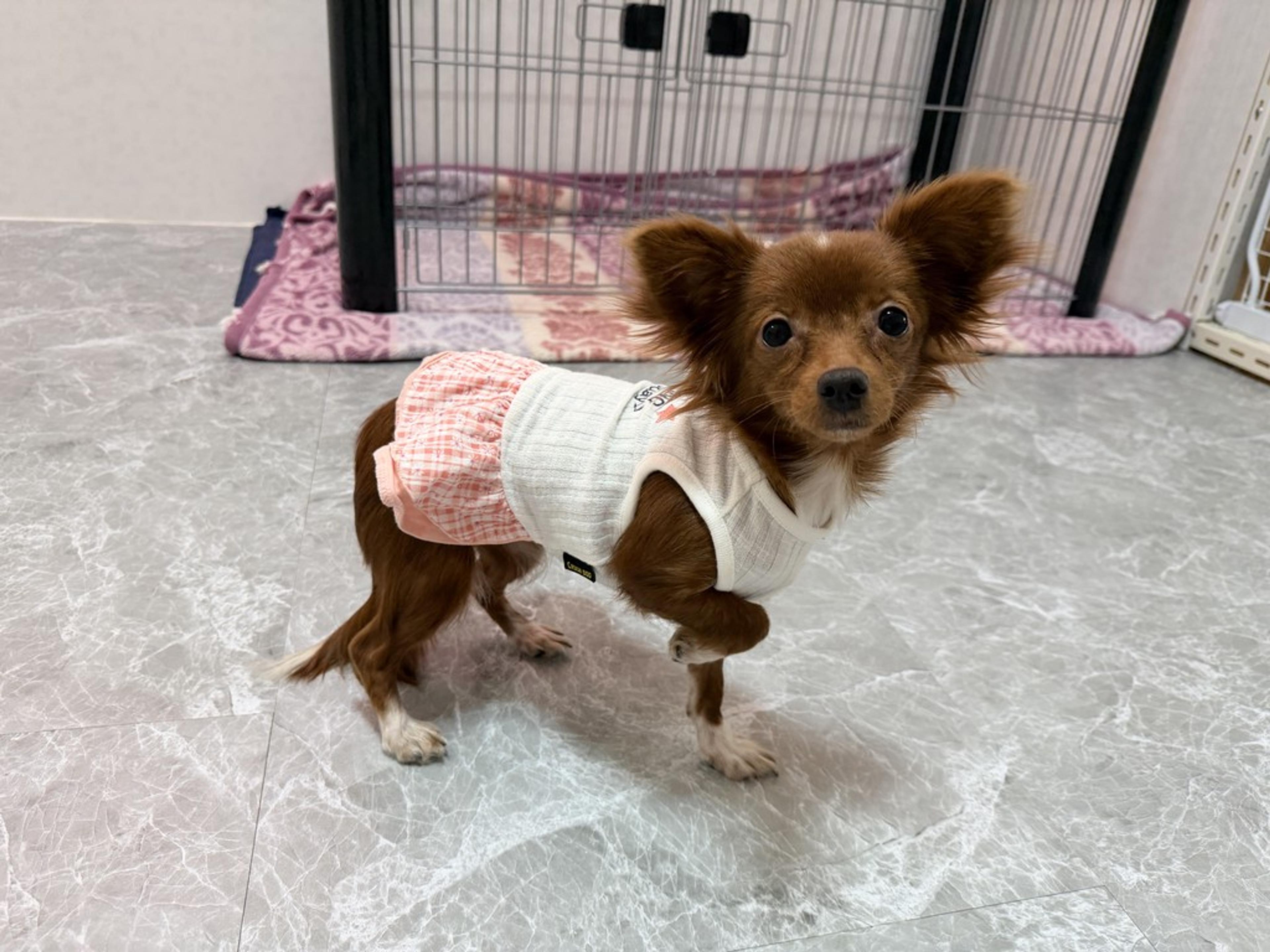 pet-image-2