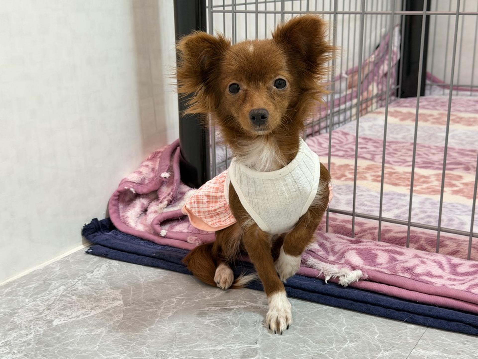 pet-image-6