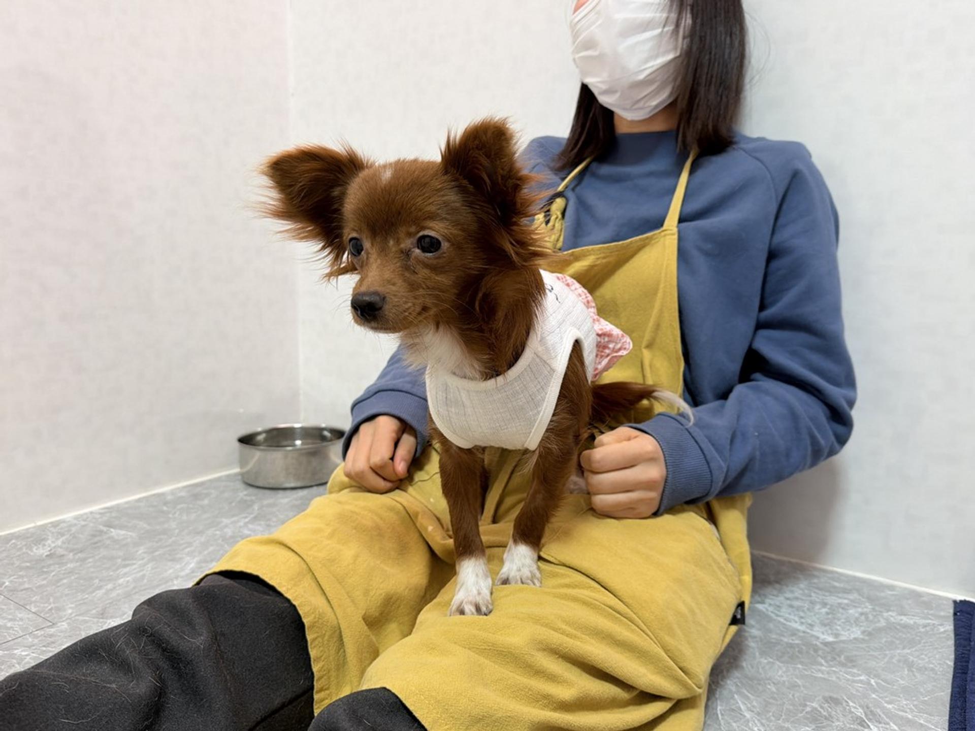 pet-image-7