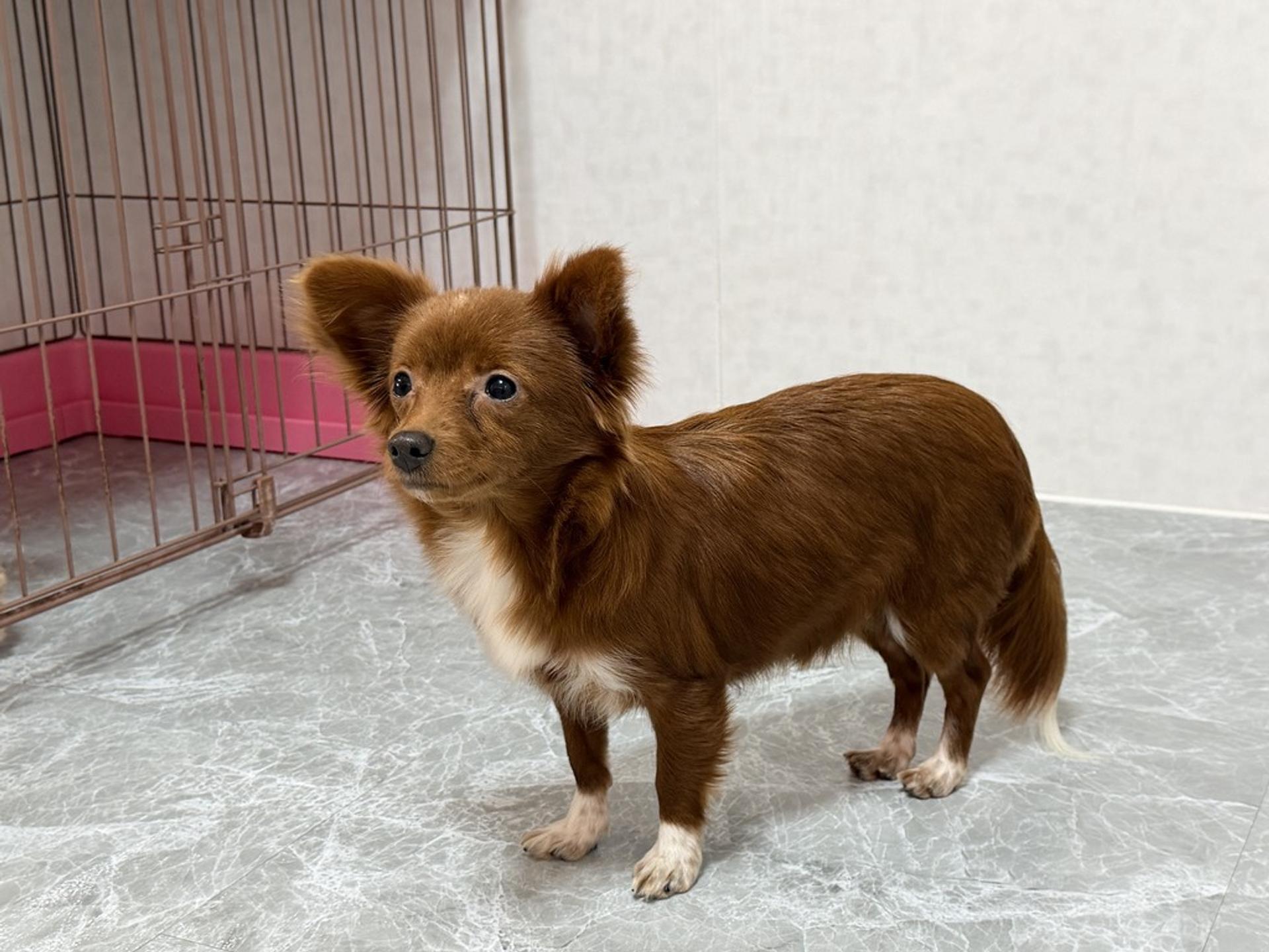 pet-image-9