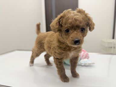 トイプードル・メスの里親募集の写真