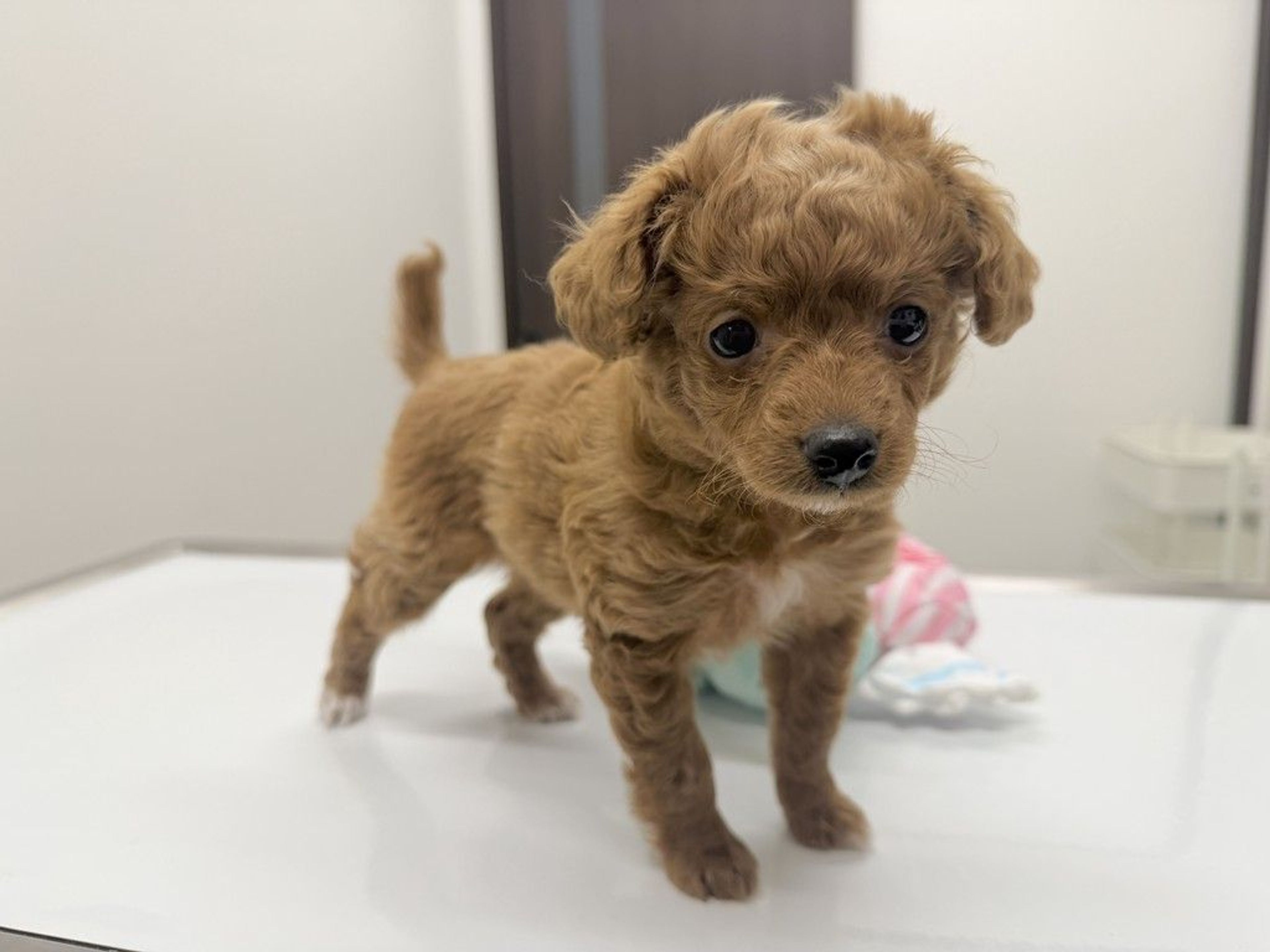 トイプードル・メスの里親募集の写真