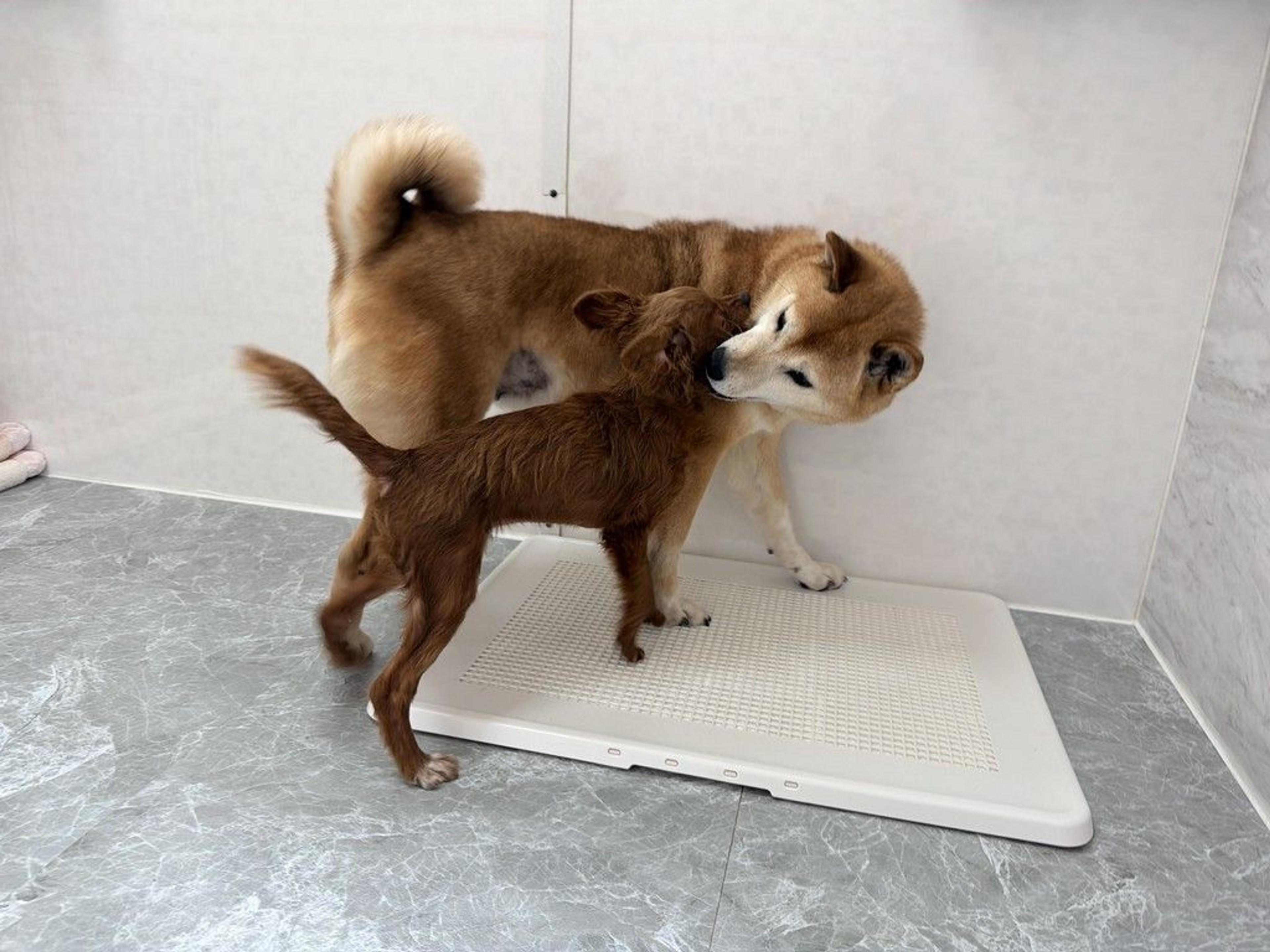 pet-image-9