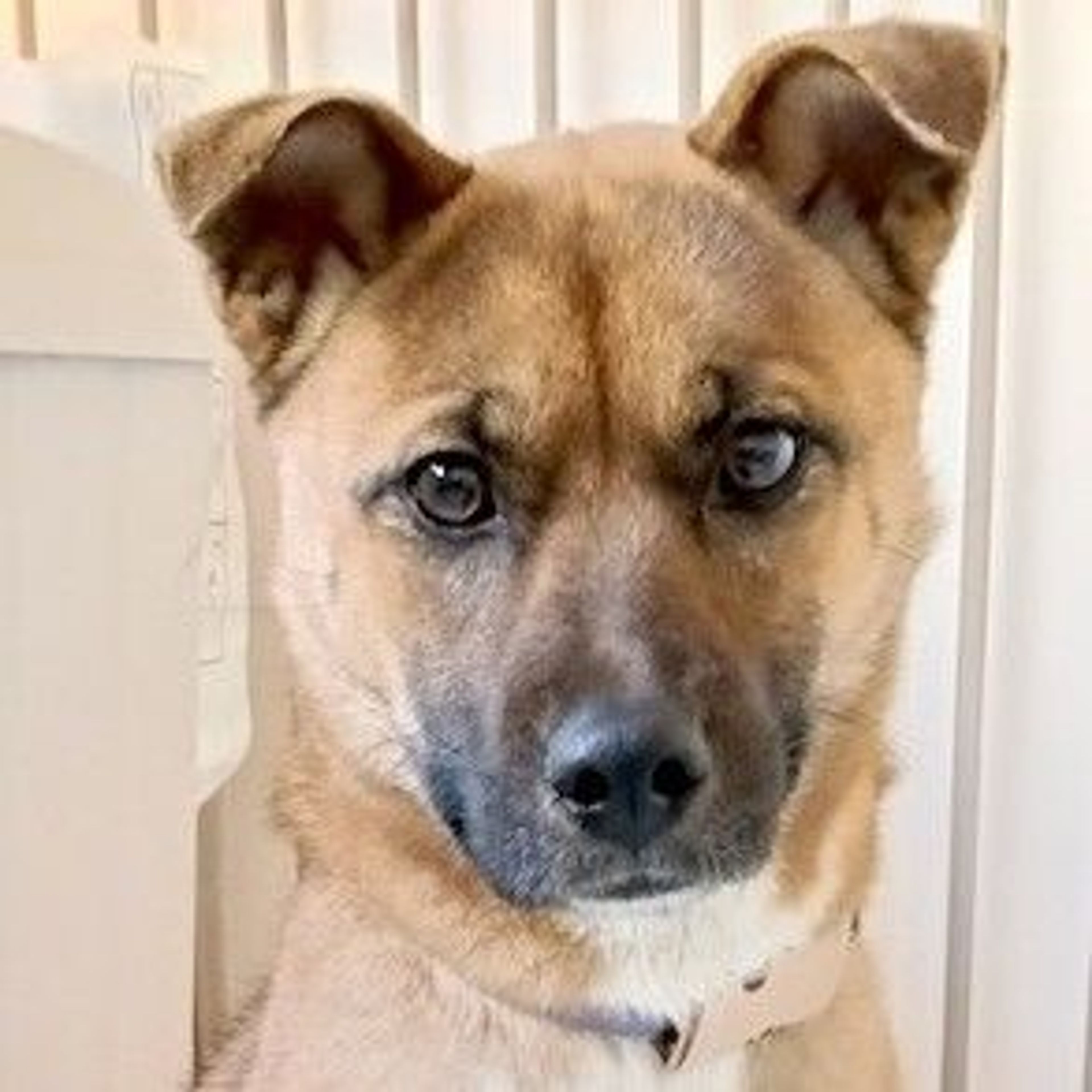 雑種（ミックス犬）・メスの里親募集の写真