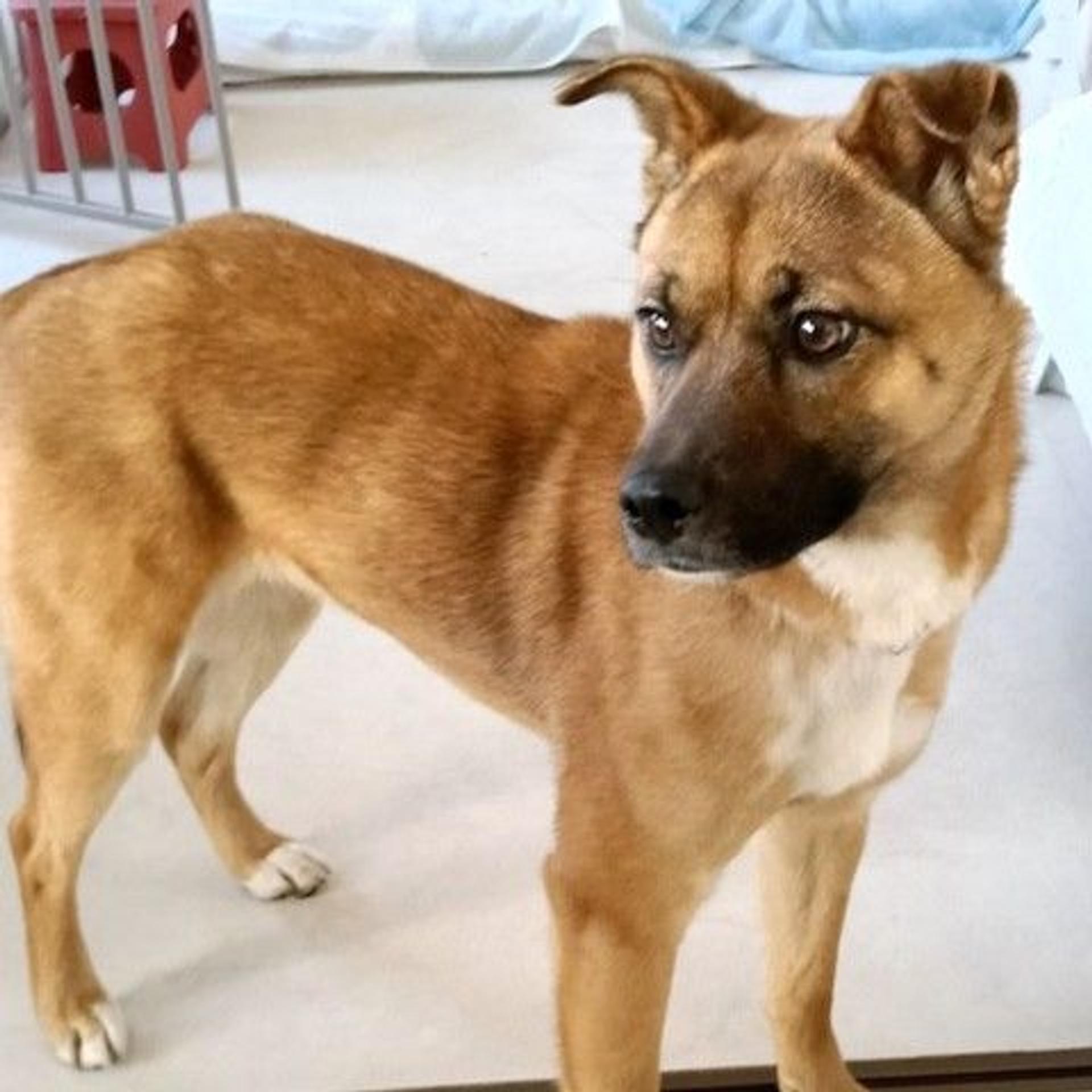 pet-image-2