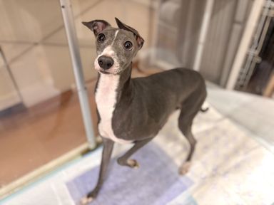 イタリアン・グレーハウンド・オスの里親募集の写真