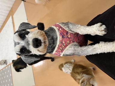 ミニチュア・シュナウザー・メスの里親募集の写真