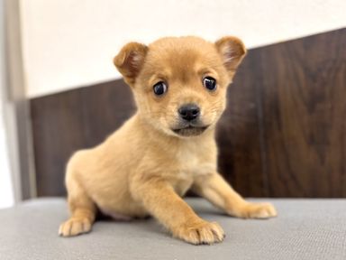 雑種（ミックス犬）・オスの里親募集の写真