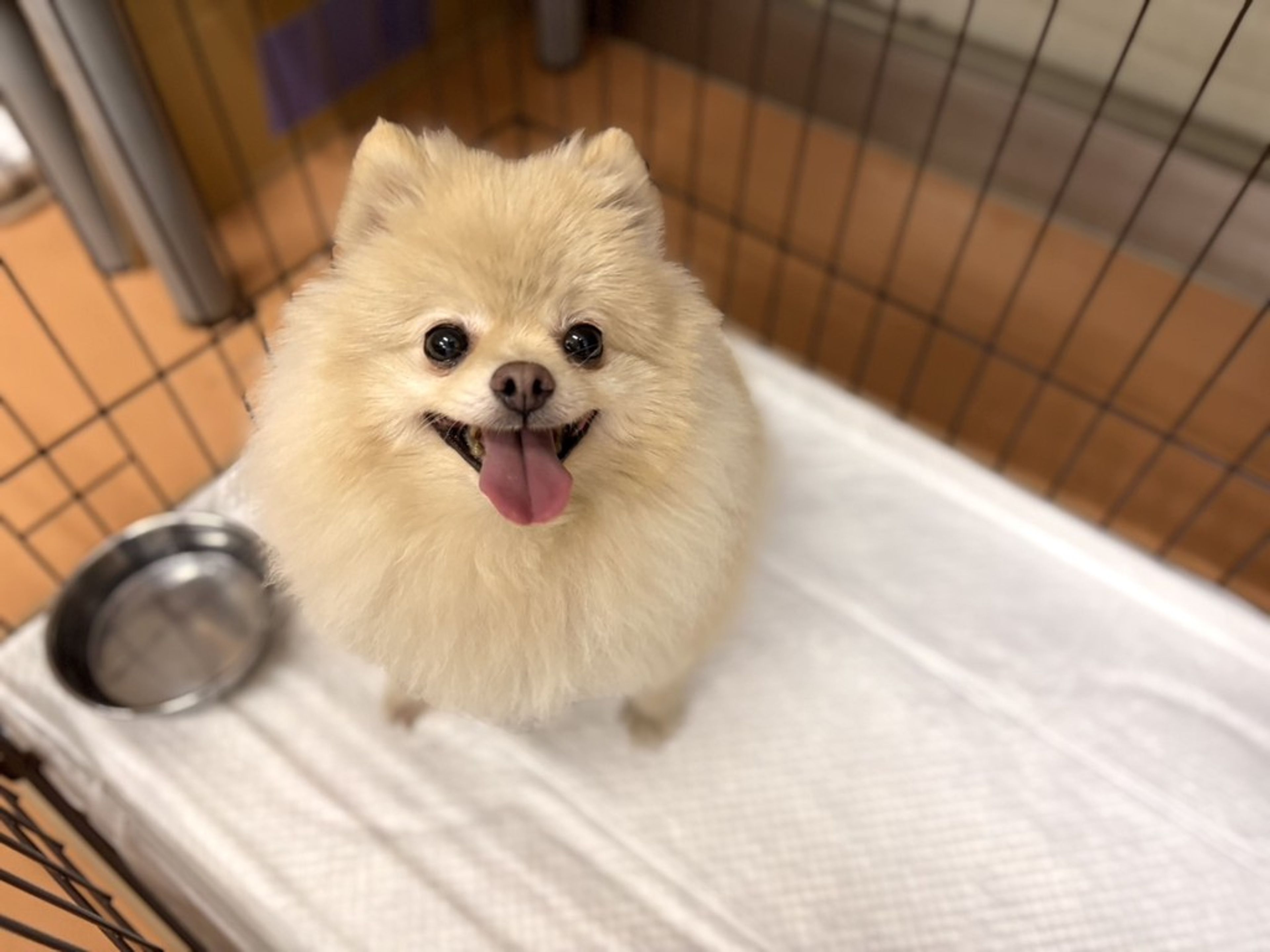 ポメラニアン・メスの里親募集の写真