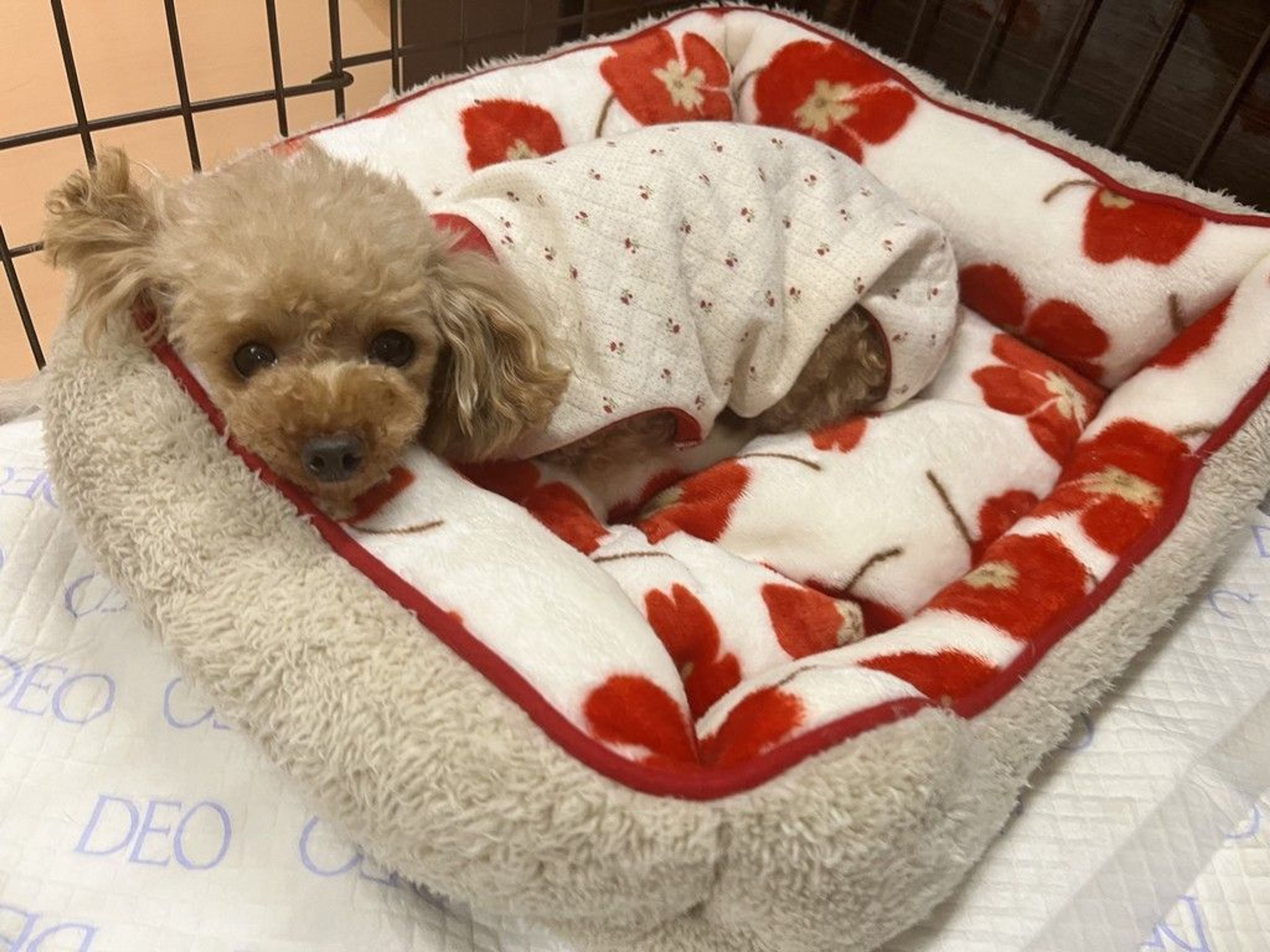 トイプードル・メスの里親募集の写真