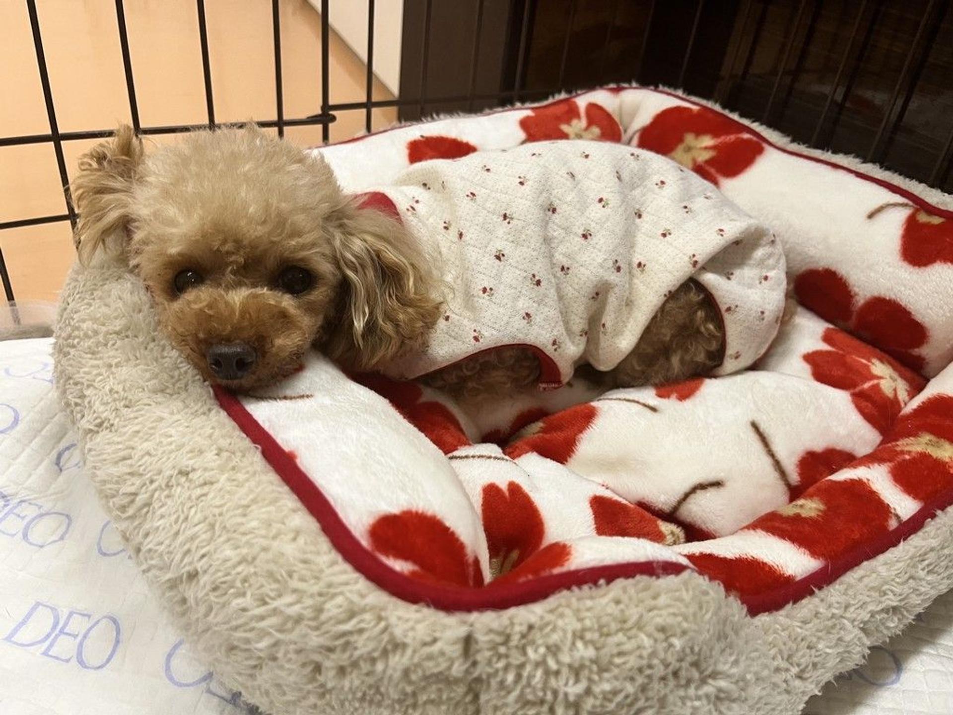 pet-image-3