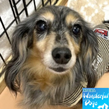 ミニチュア・ダックスフンド・メスの里親募集の写真