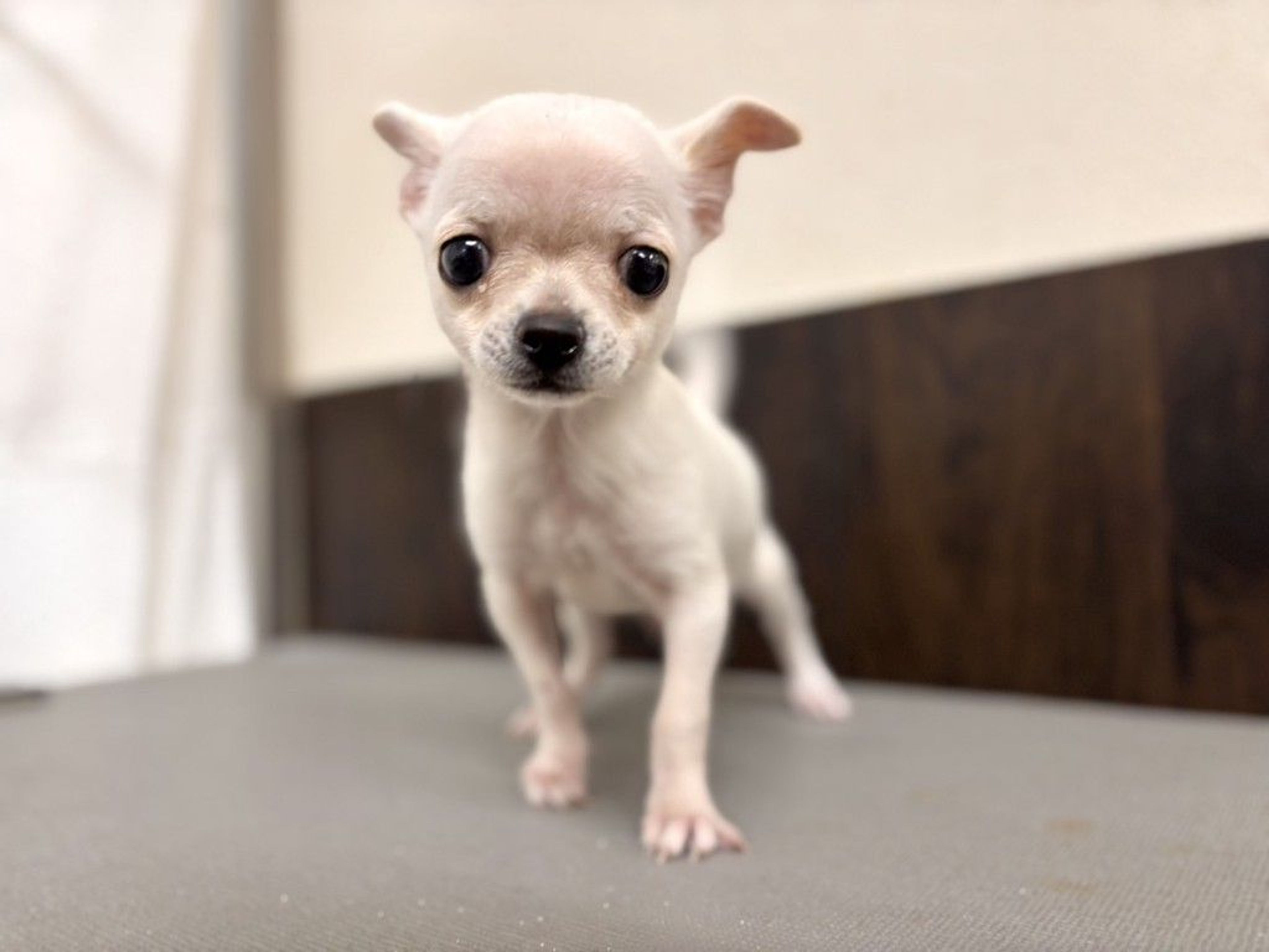 チワワ・オスの里親募集の写真