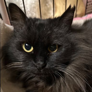 雑種（ミックス猫）・メスの里親募集の写真