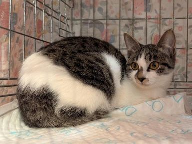 雑種（ミックス猫）・メスの里親募集の写真