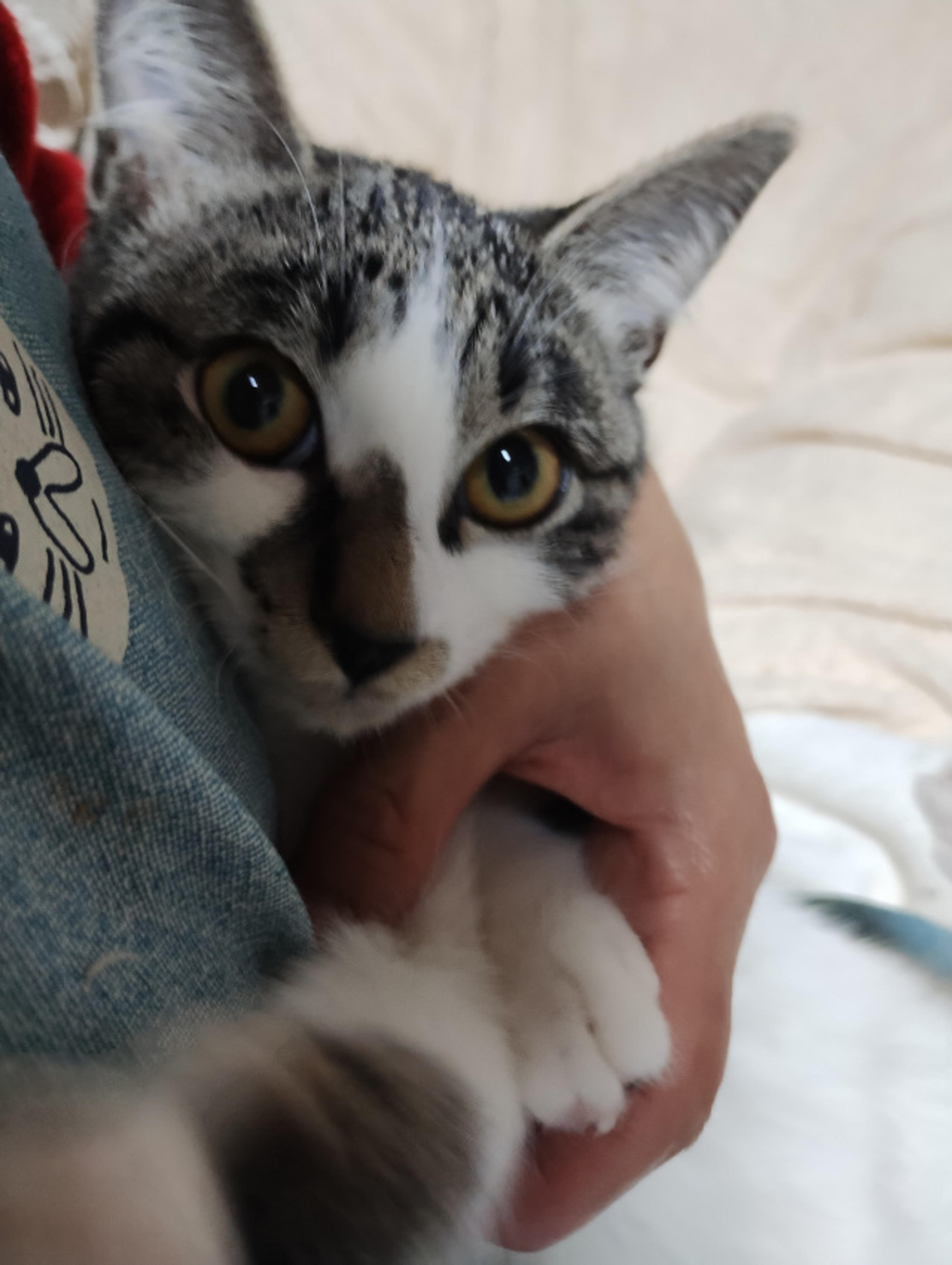 pet-image-2