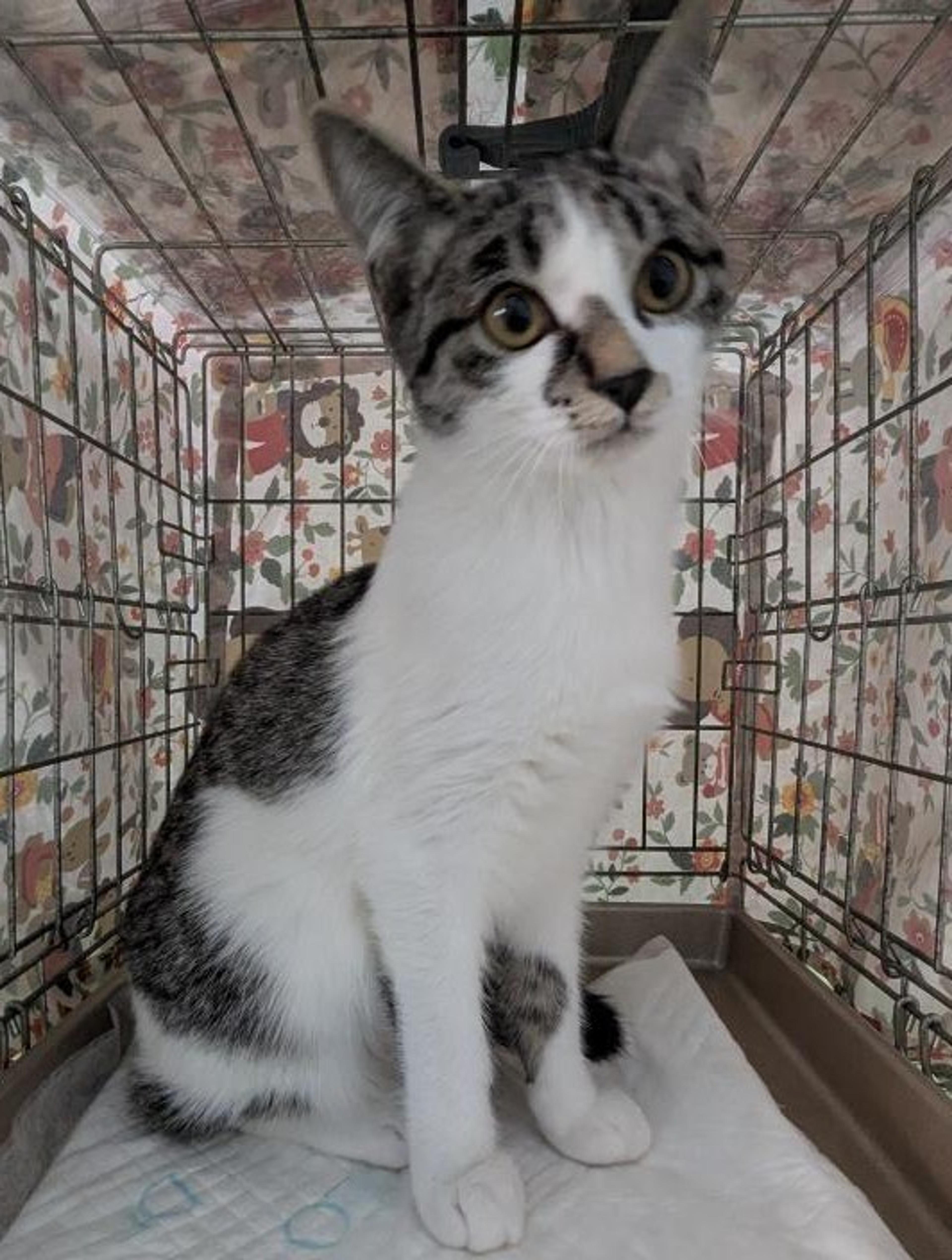 pet-image-4