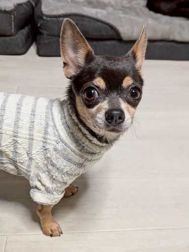 チワワ・メスの里親募集の写真