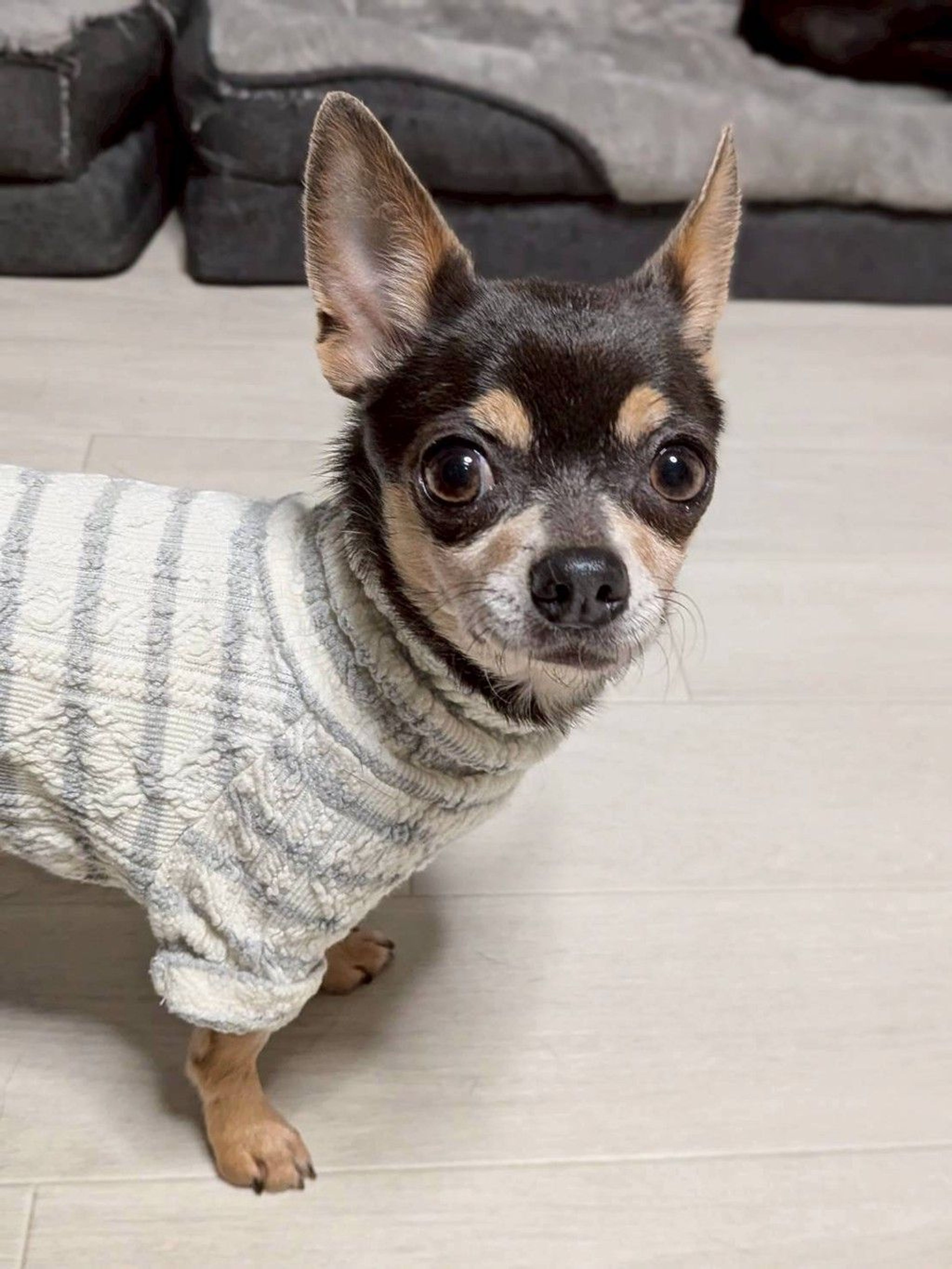 チワワ・メスの里親募集の写真