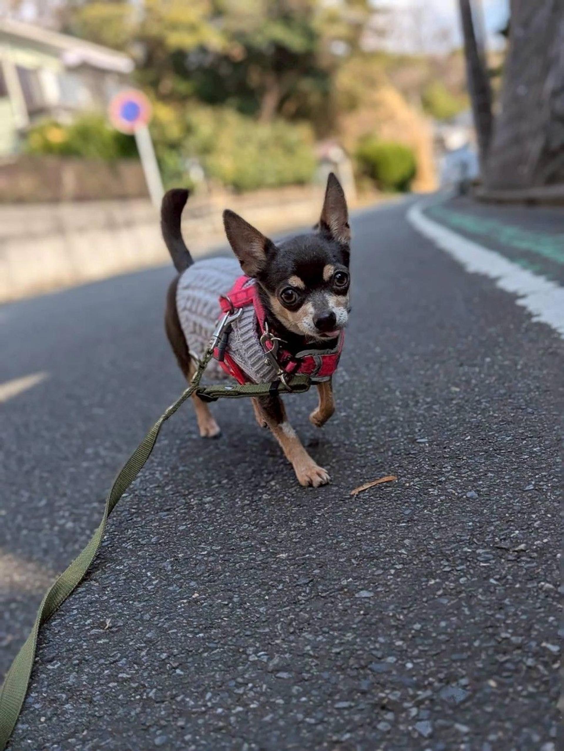 pet-image-6