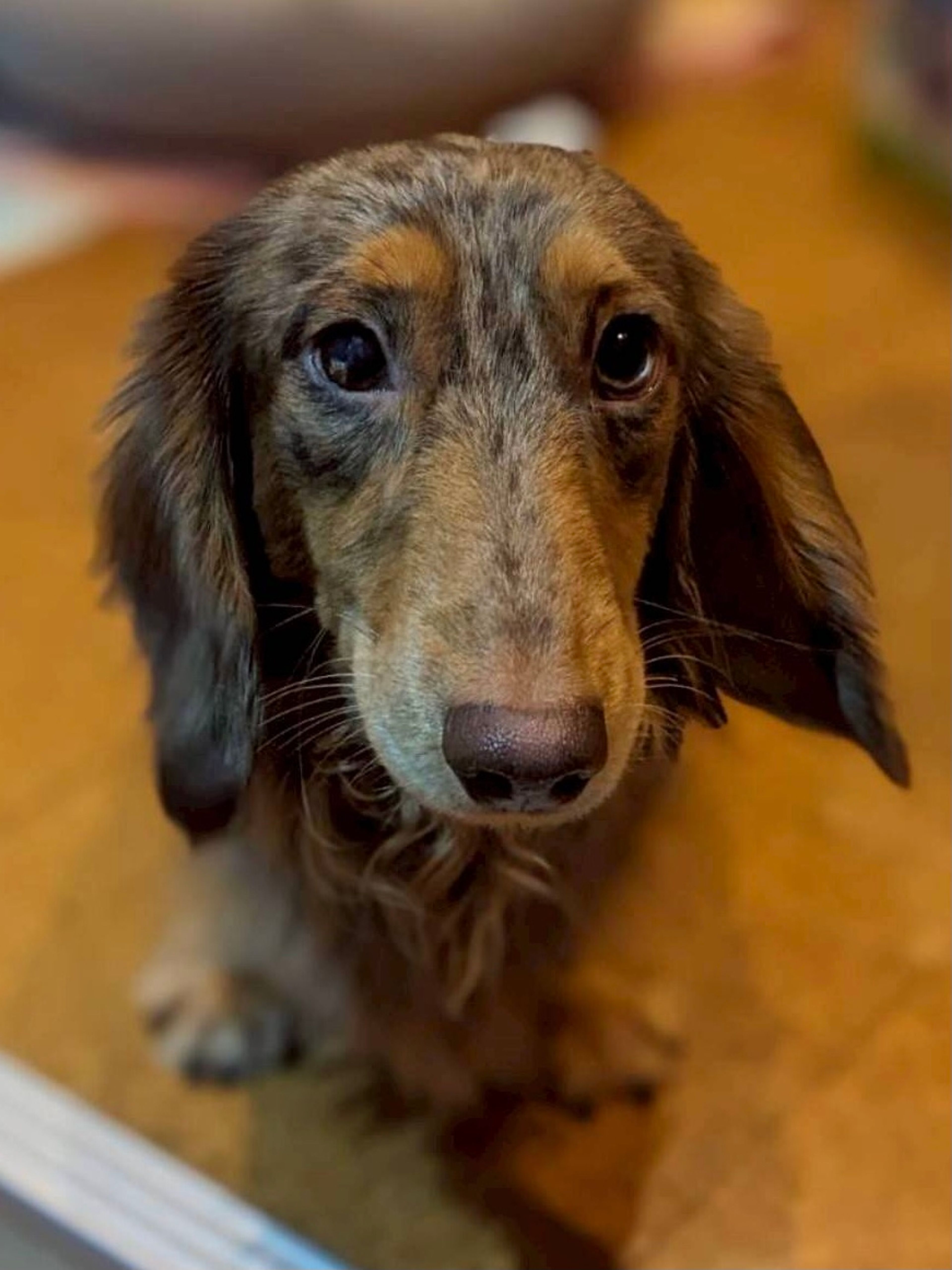 ミニチュア・ダックスフンド・オスの里親募集の写真