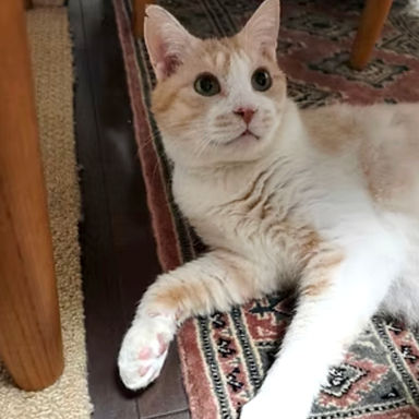 雑種（ミックス猫）・メスの里親募集の写真