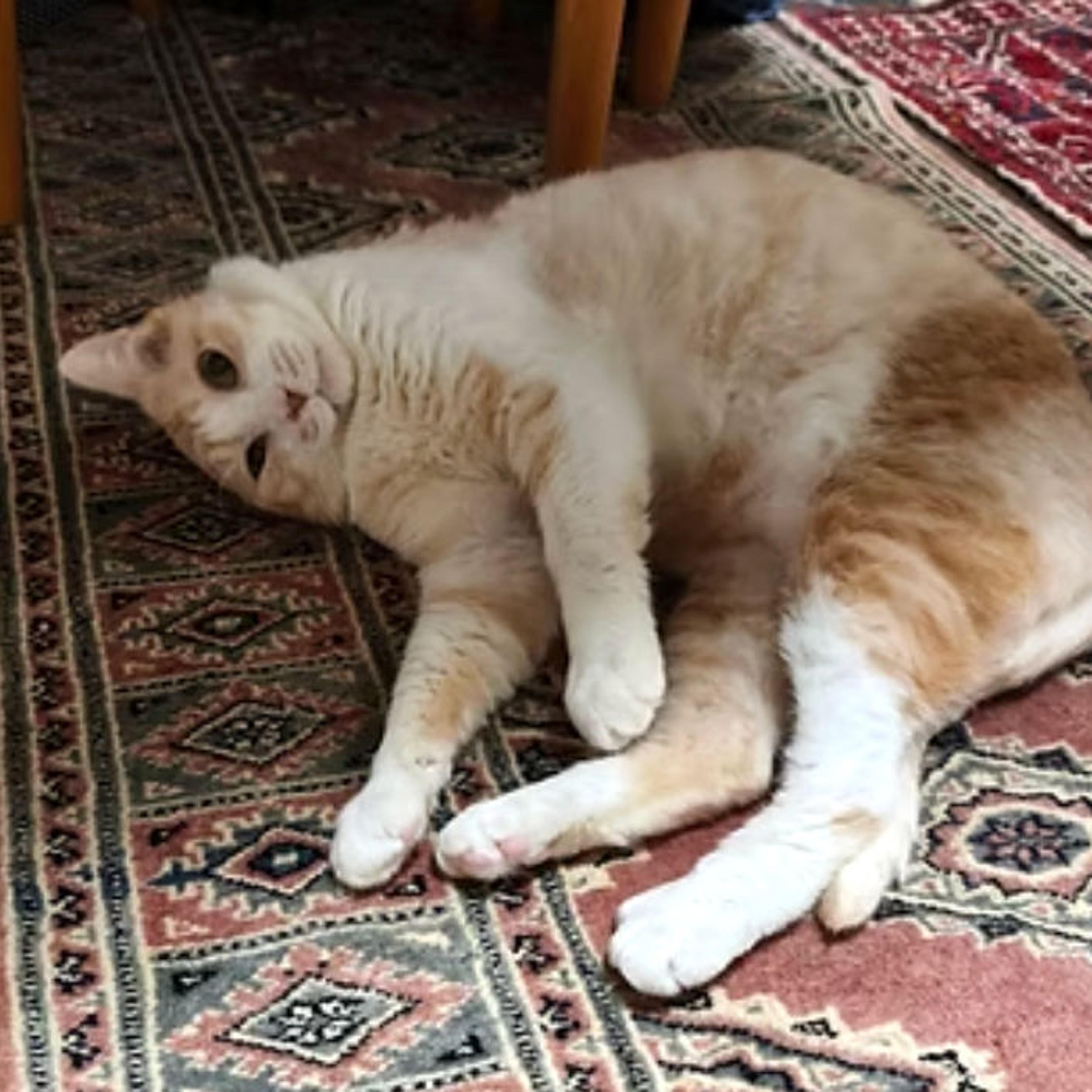 pet-image-2