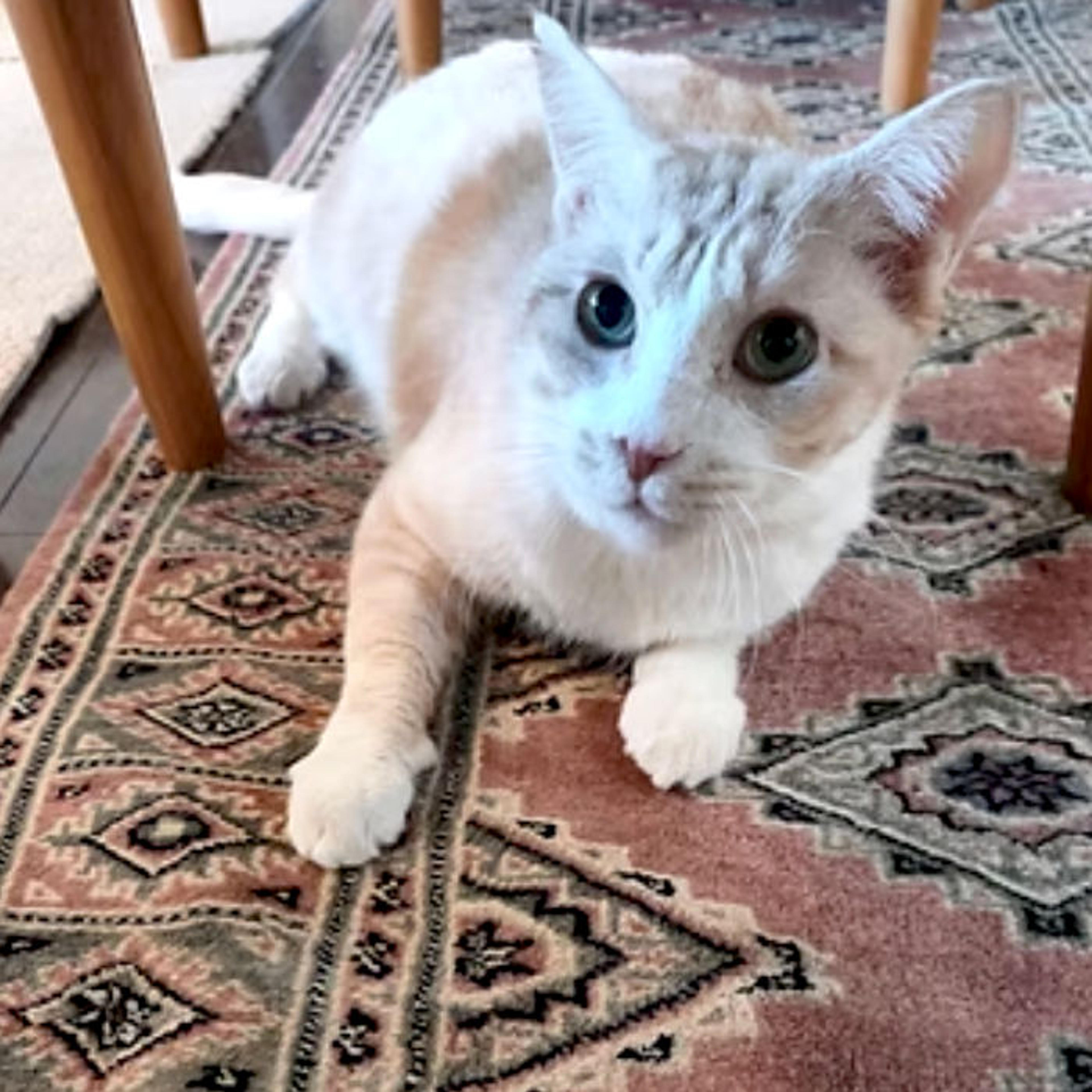 pet-image-3