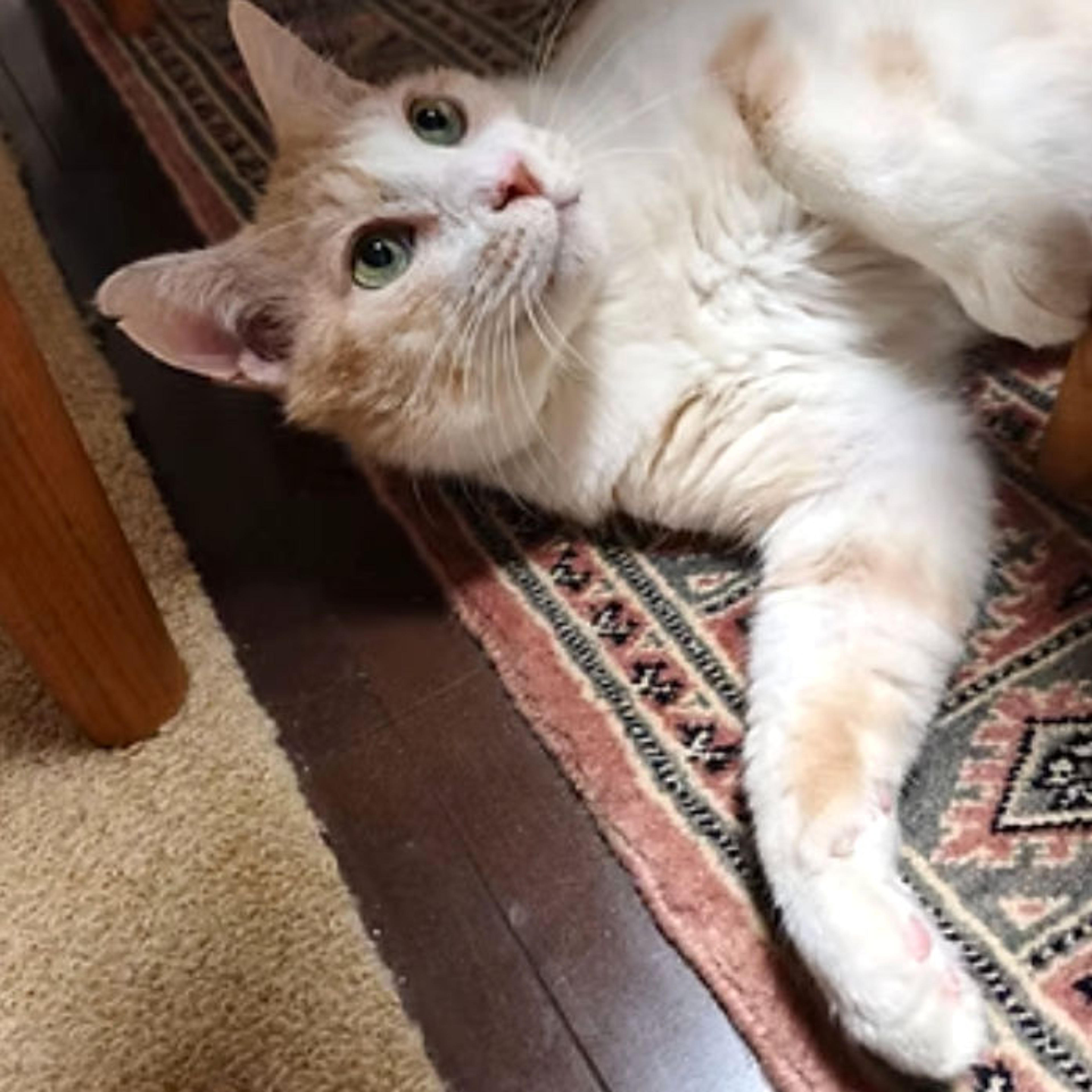 pet-image-4