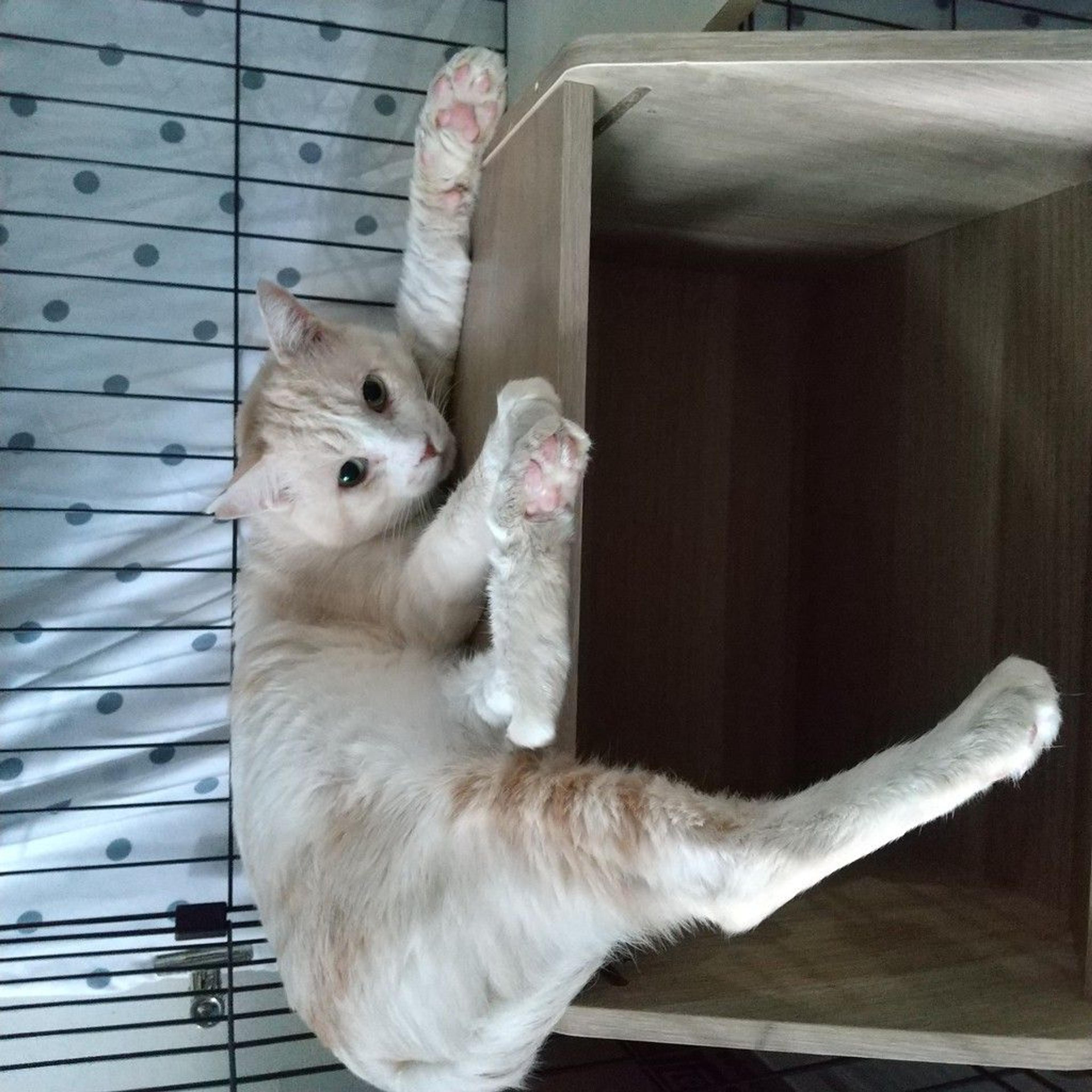 pet-image-5